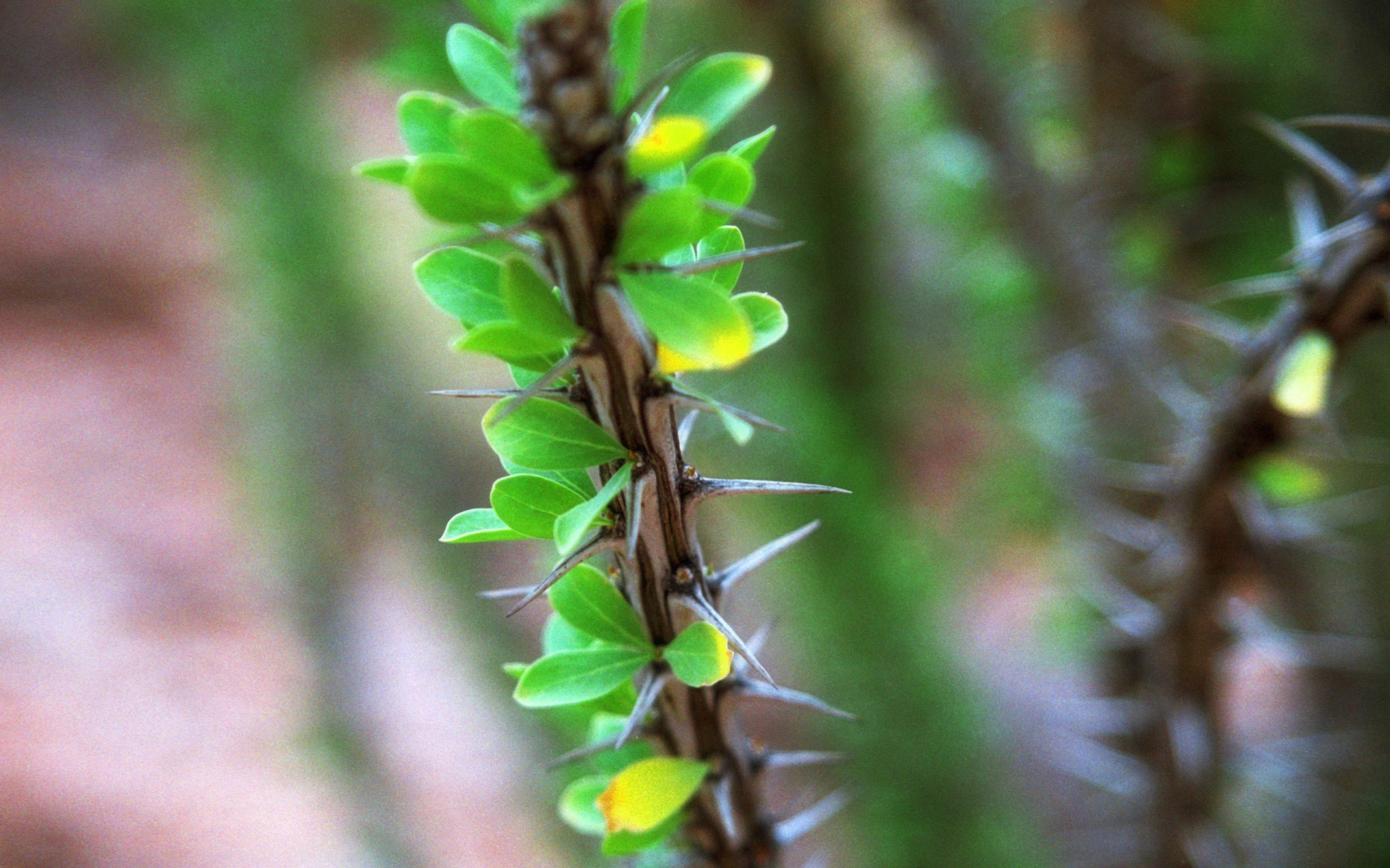 Ветка растения с шипами