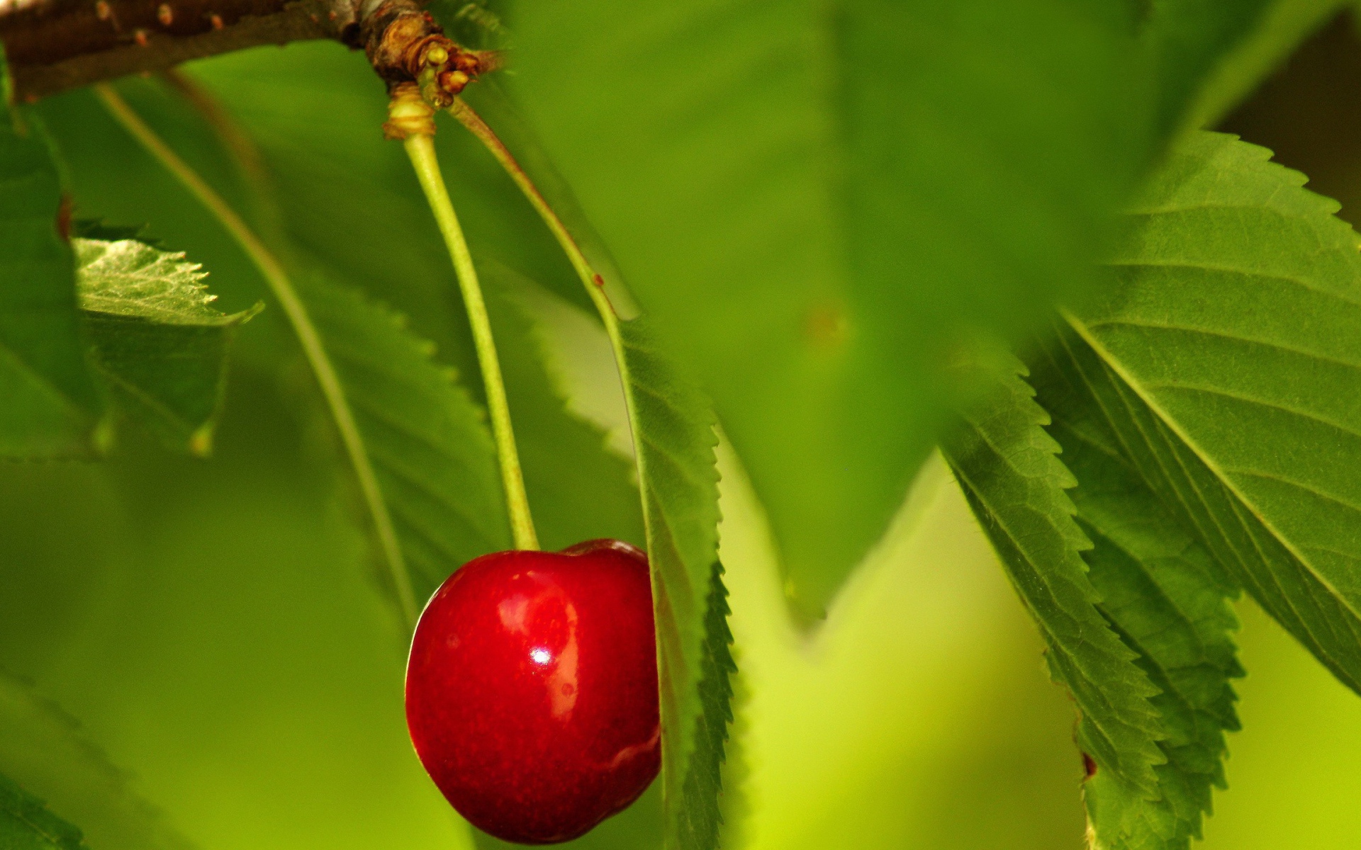 Одинокая вишня