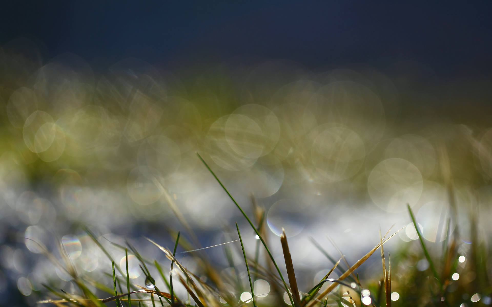 На траве утренняя роса