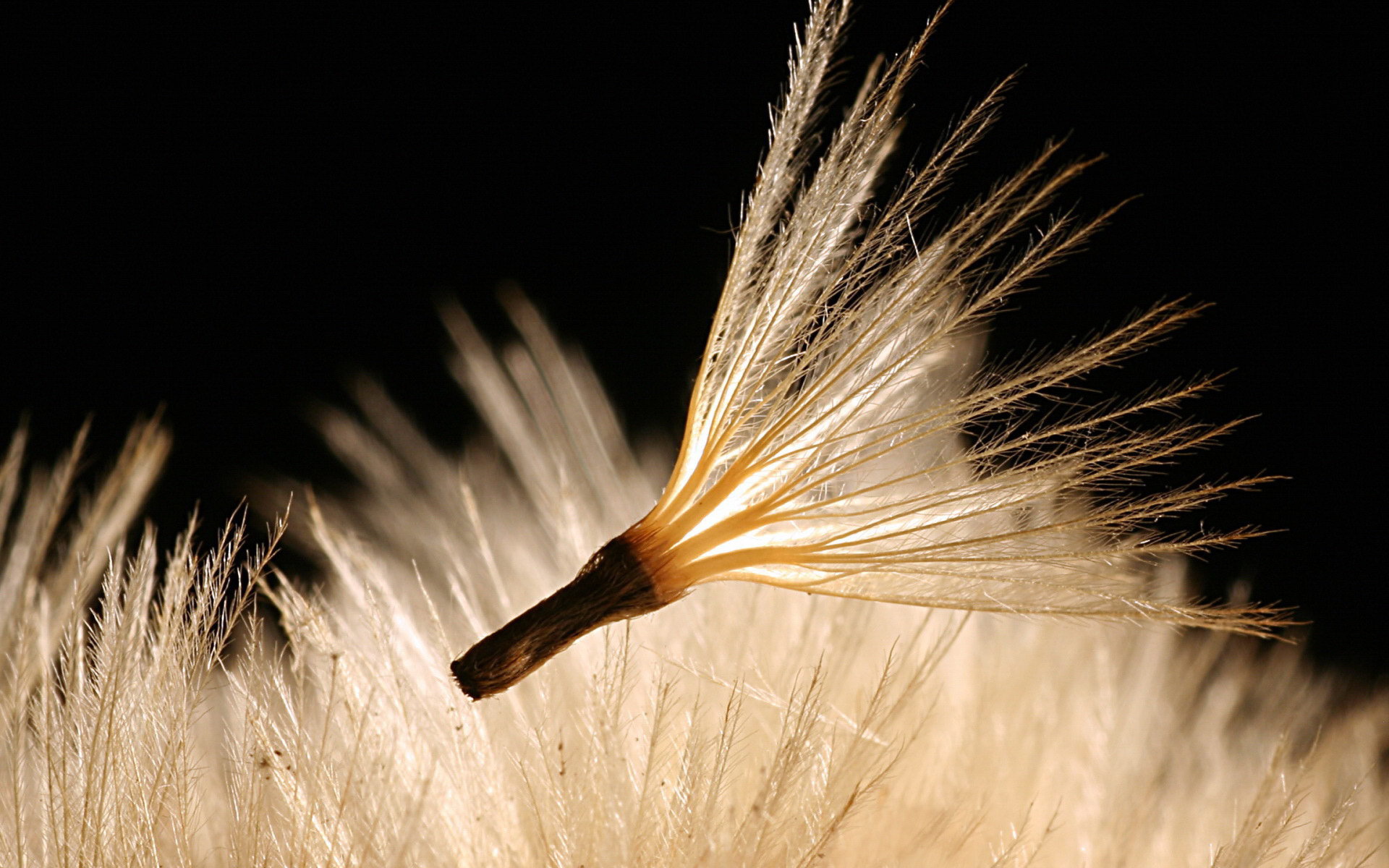 Пушинка одуванчика