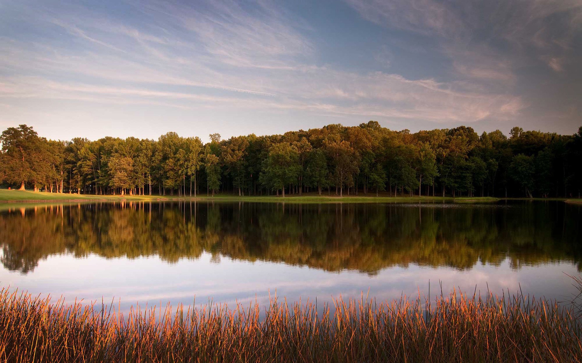 Зеленый лес вокруг озера