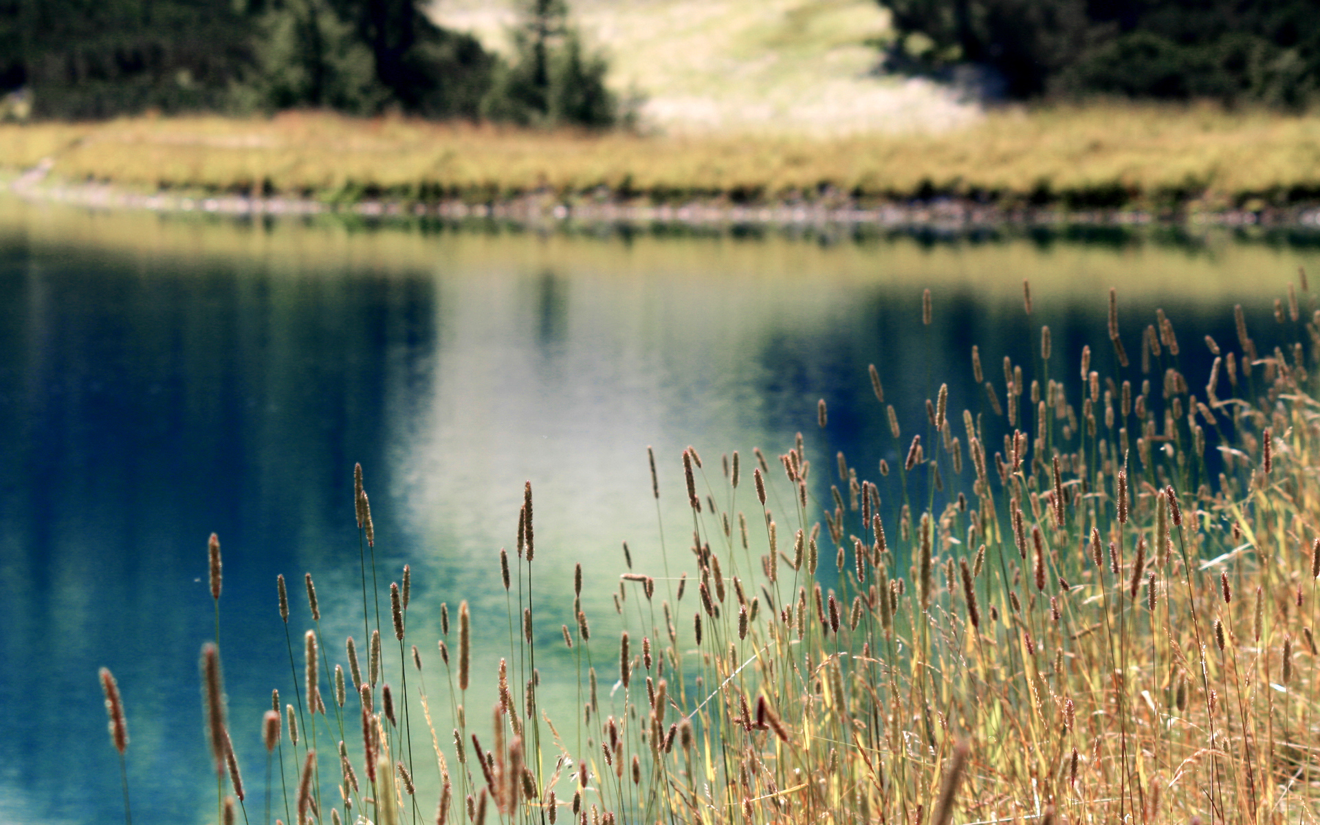 Растения на берегу озера