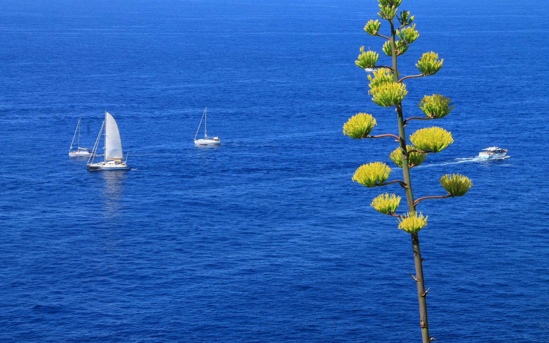 Парусники в море