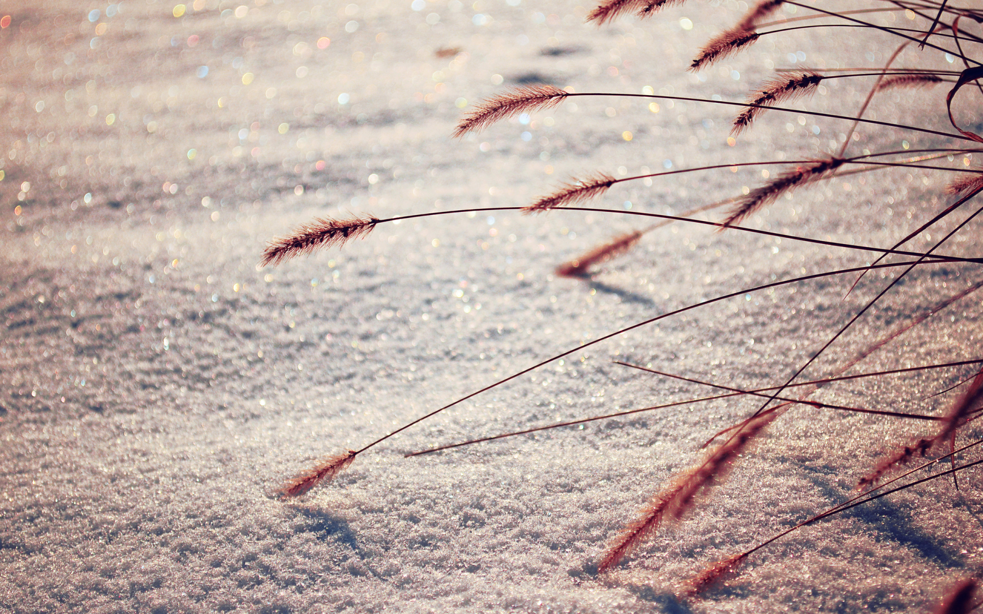  Dry grass from under the snow in spring
