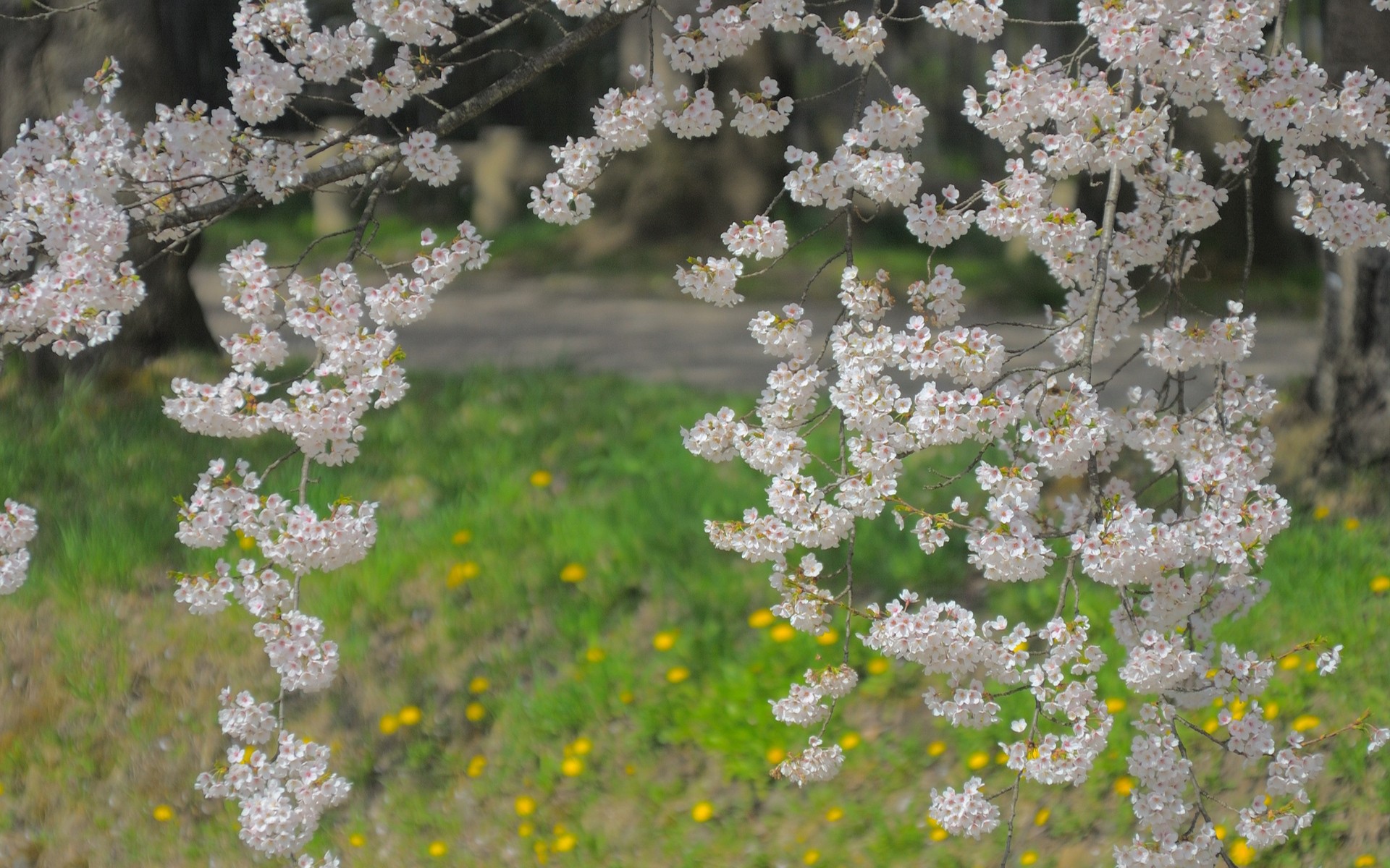 Цветет Японская вишня