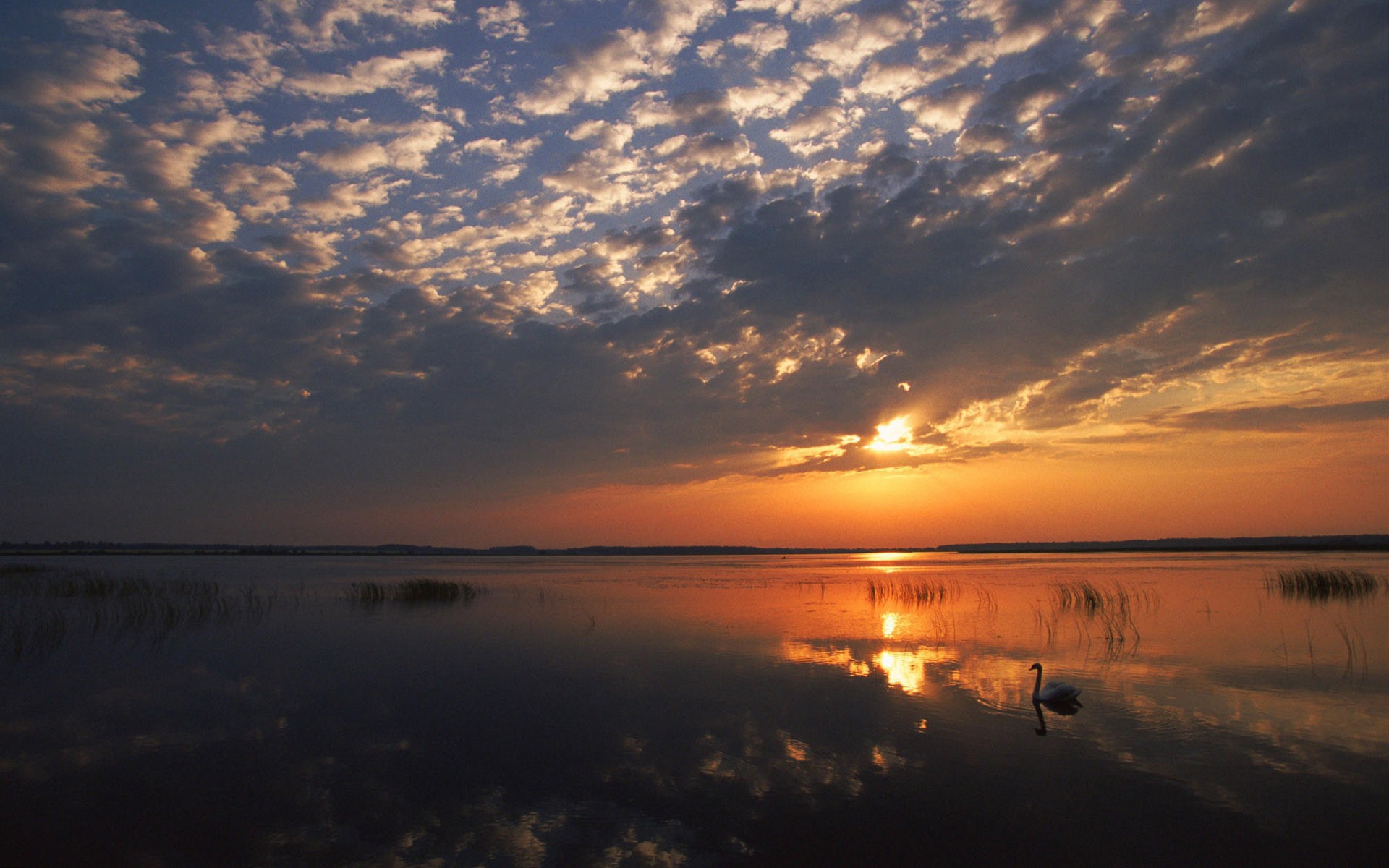 Одинокий лебедь на озере