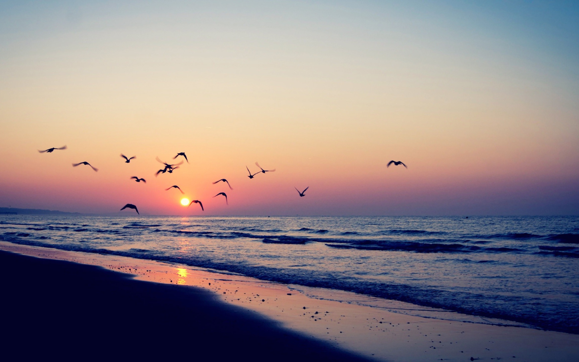 Птицы летят на закат