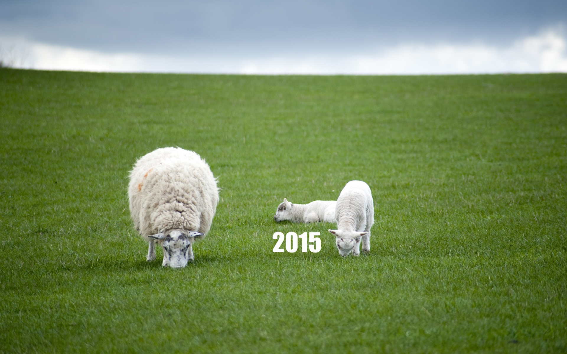 Новый Год овечки 2015