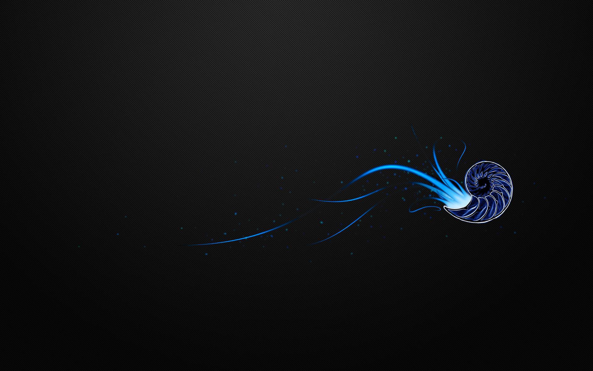 Ракушка на черном фоне