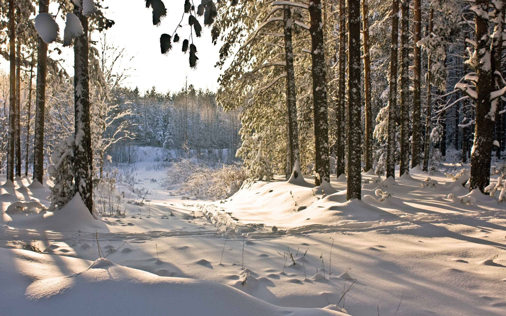 Зимний день в лесу