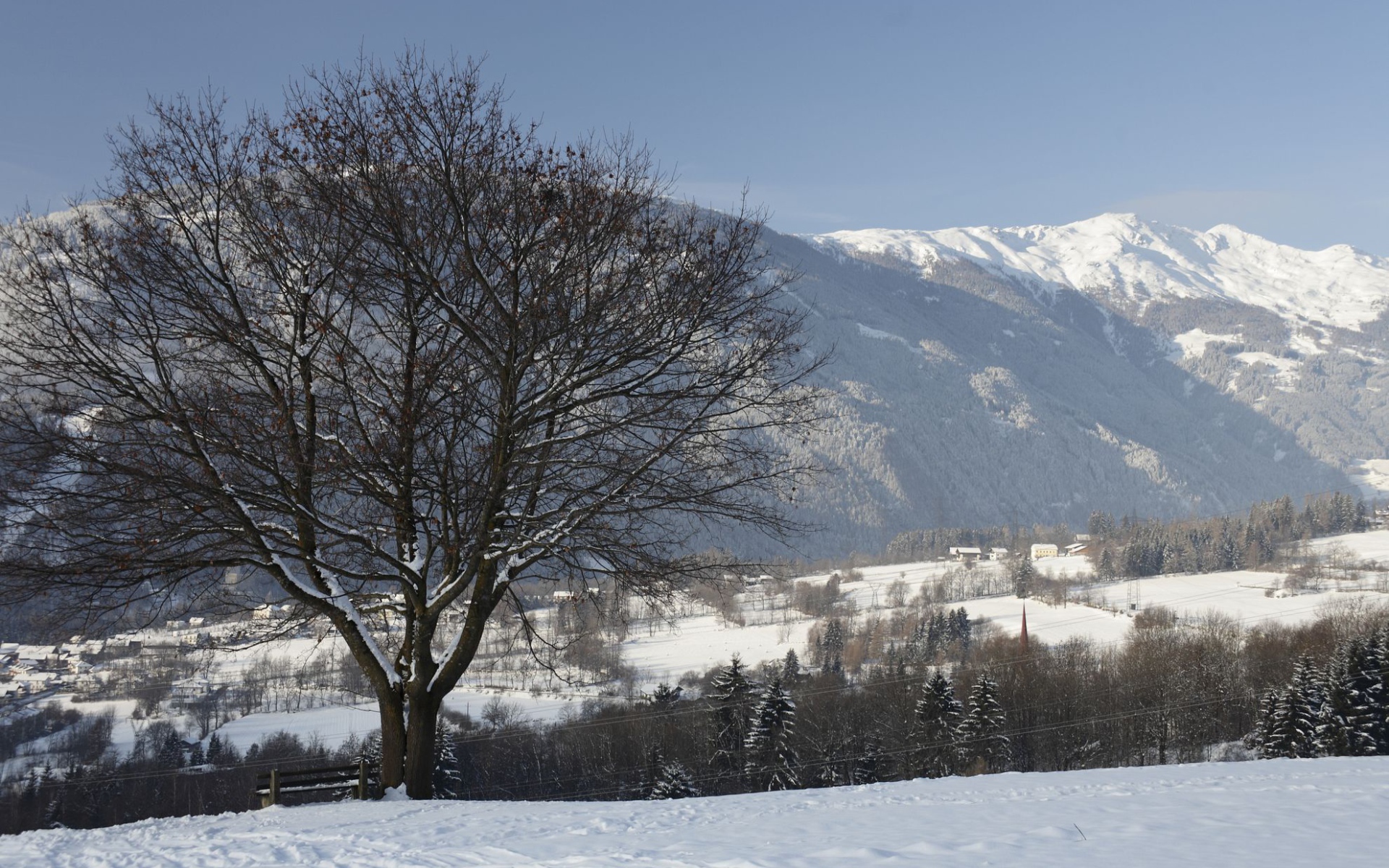 Дерево на фоне гор на курорте Лиенц, Австрия
