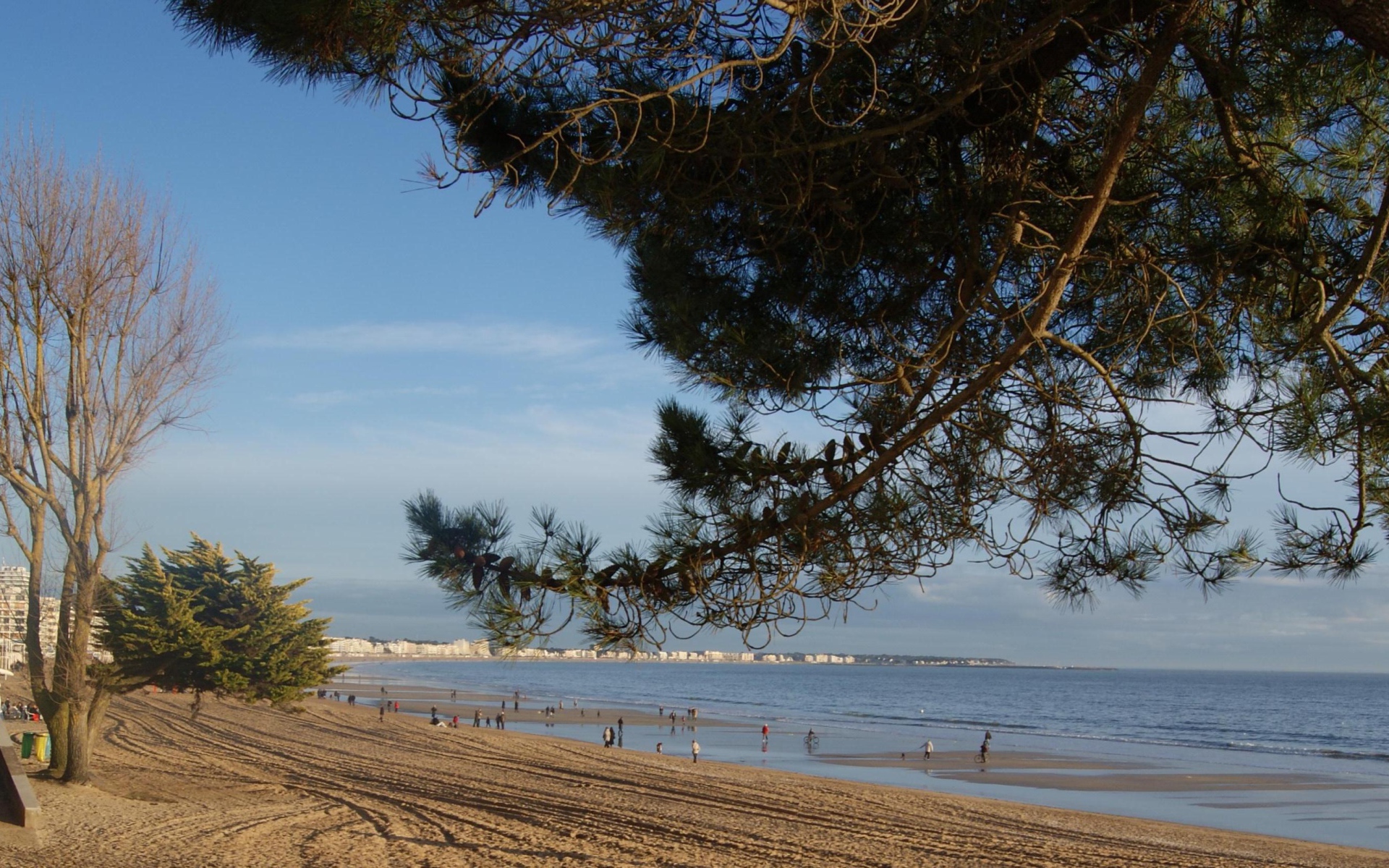 Дерево на пляже на курорте Ла Боль, Франция