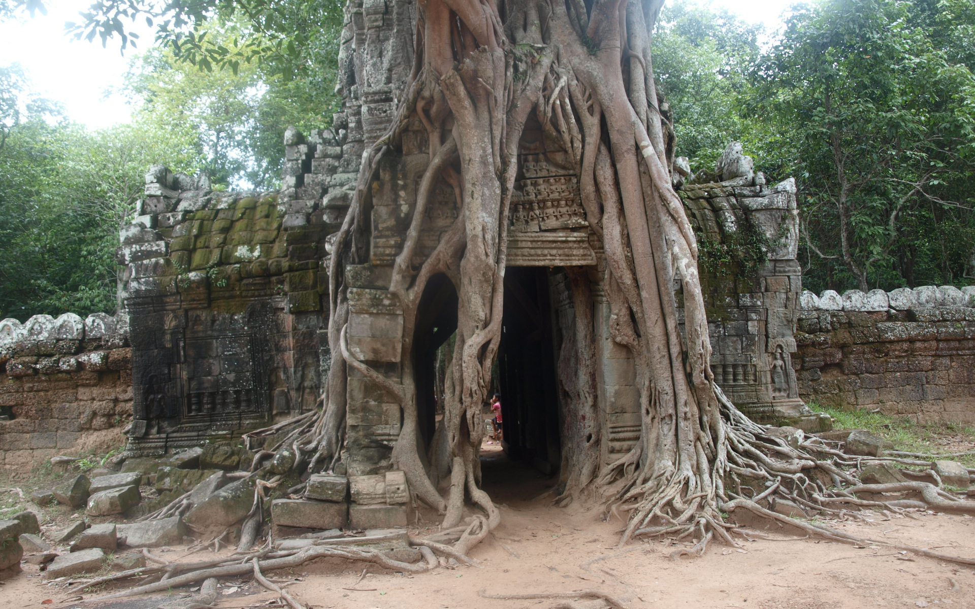 Арка в корнях дерева на курорте Чианг Рай, Таиланд