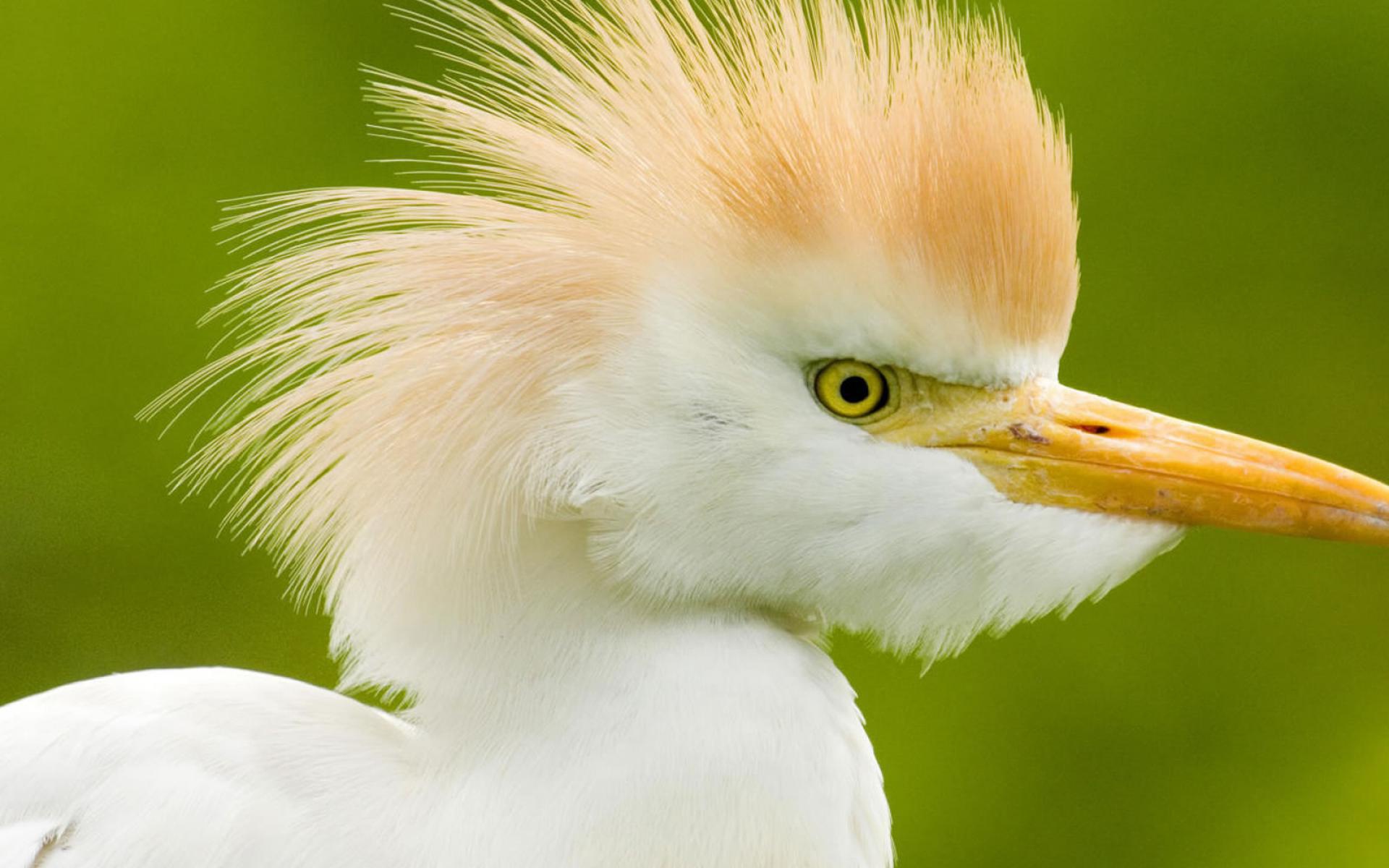 Интересные птицы в Коста-Рике