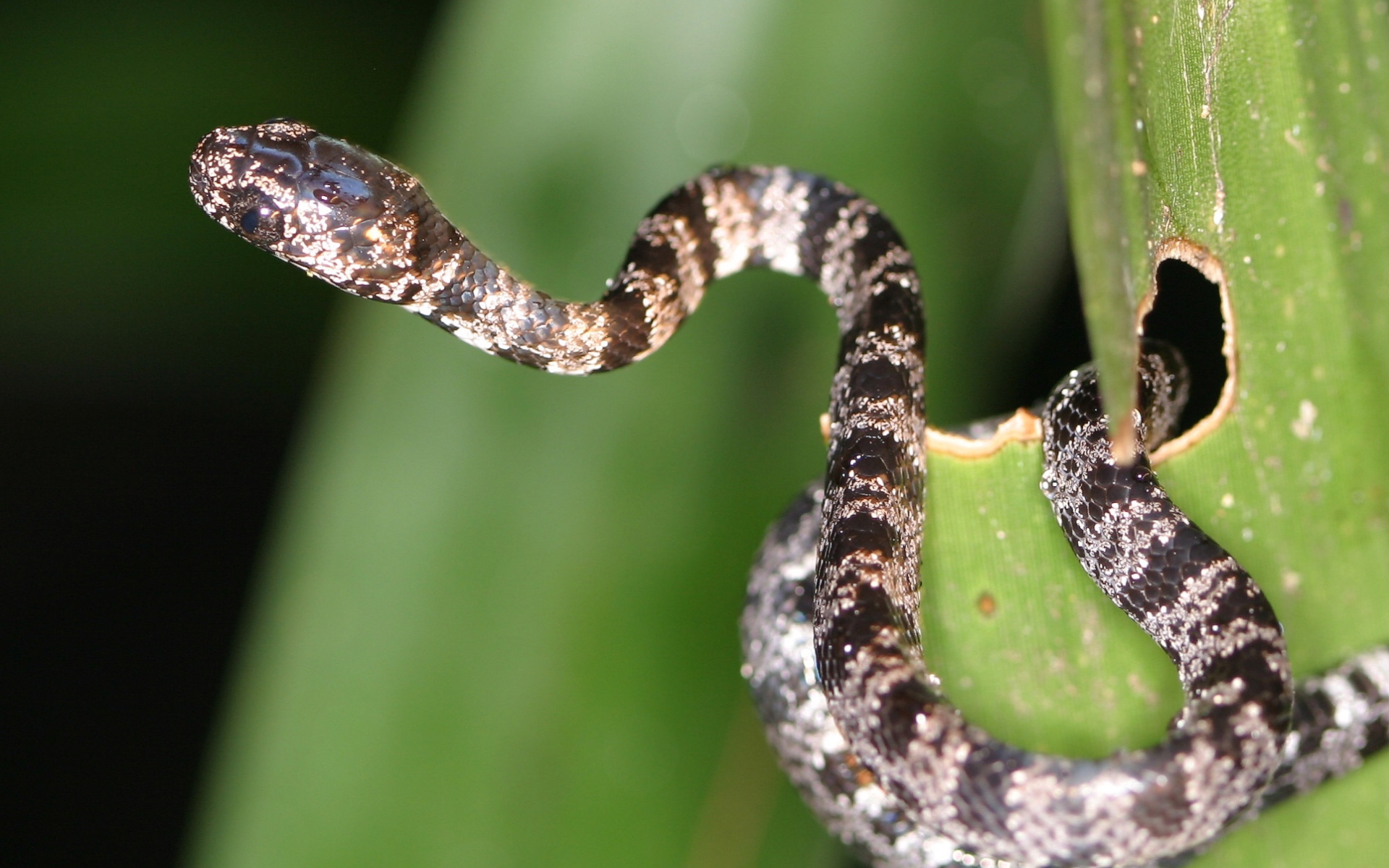 Солнечное Коста-Рика