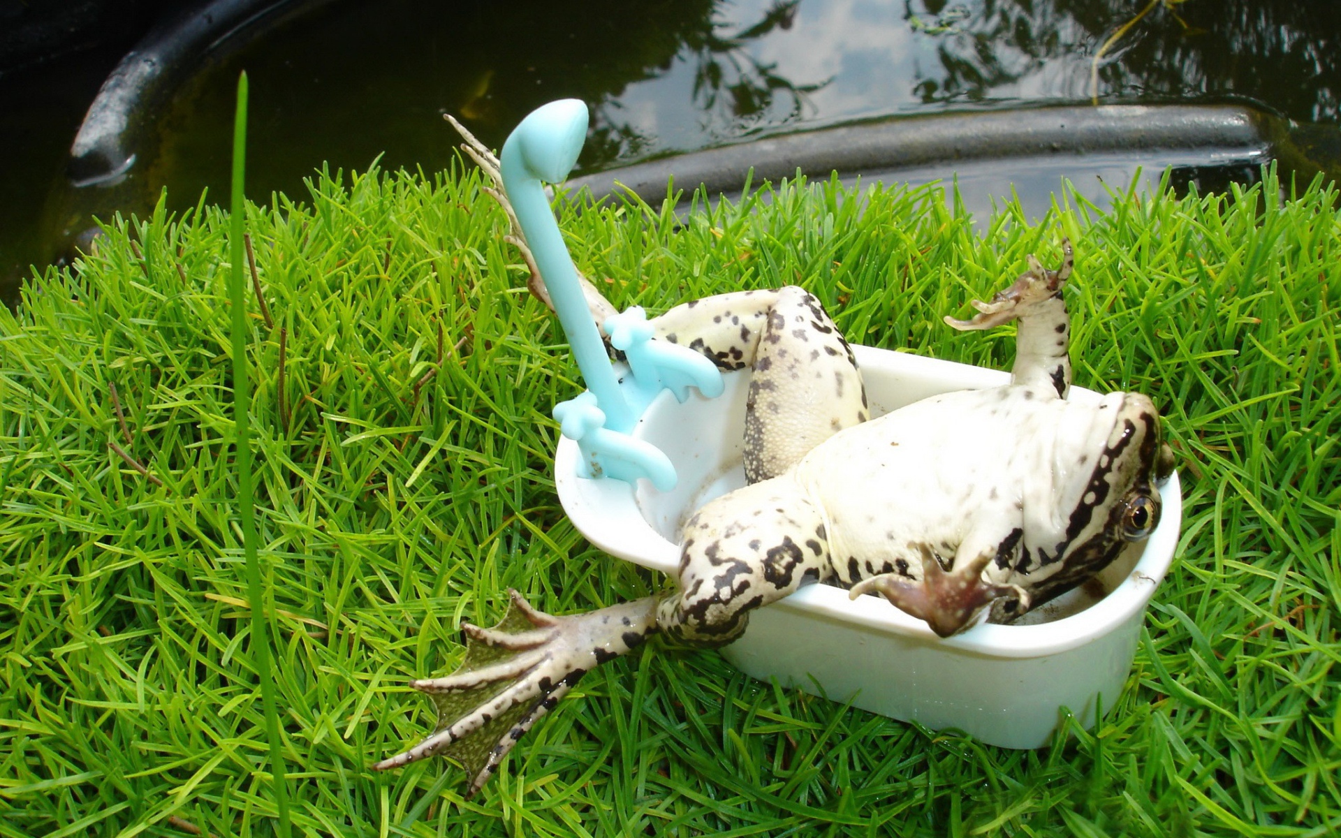 Лягушка лежит в ванной