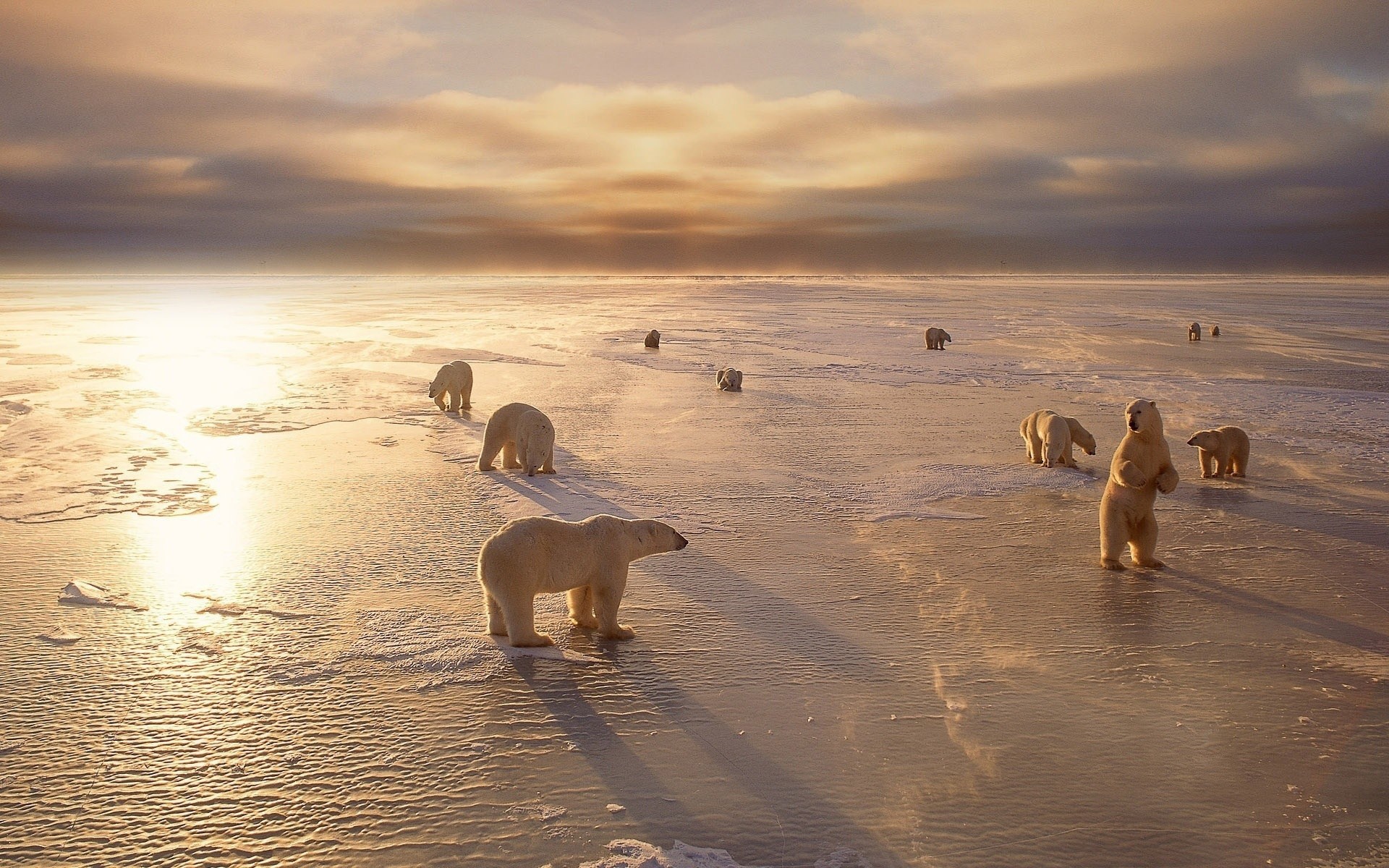 Polar bears on the shores of the North Sea