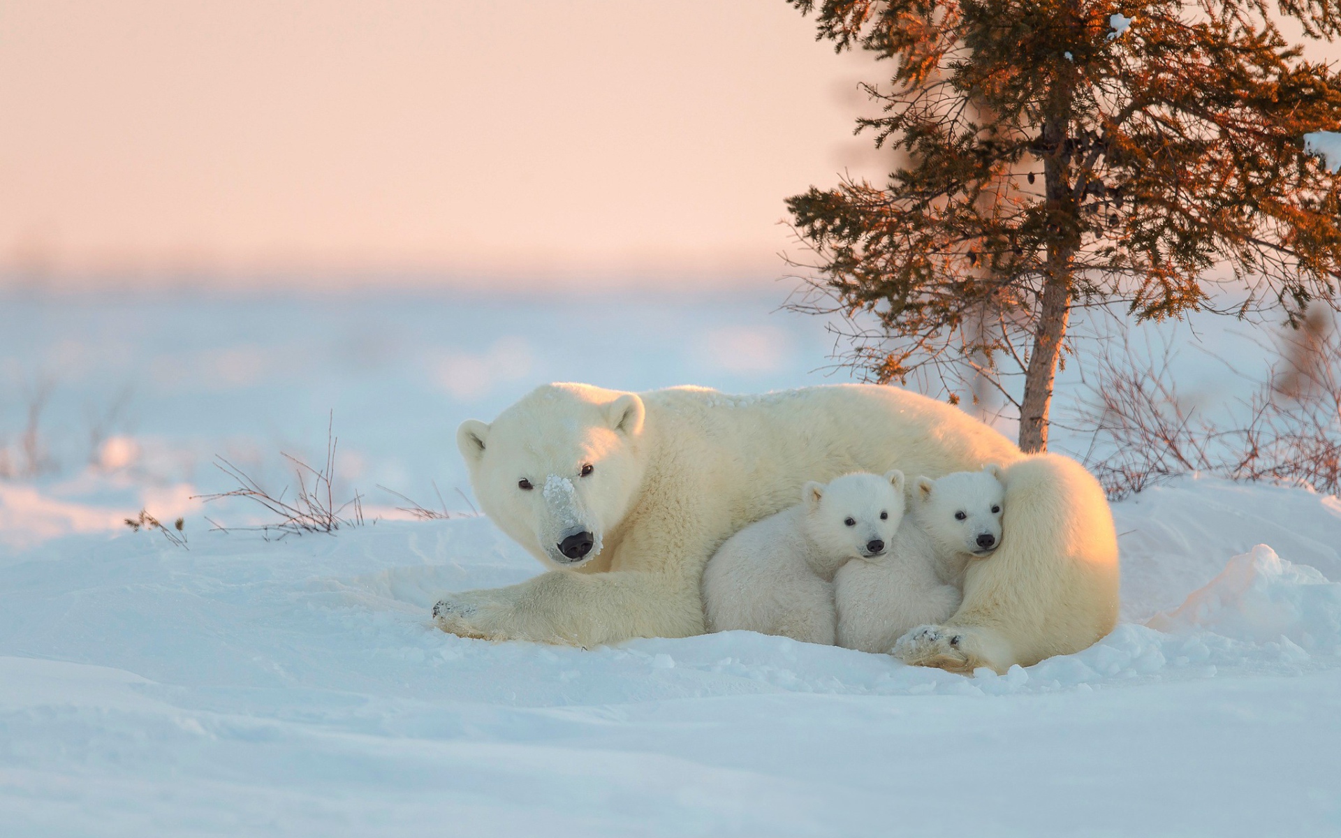 Белая медведица и два малыша