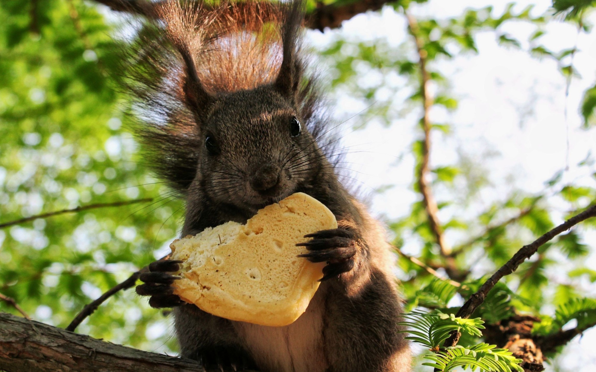 Белка ест булочку