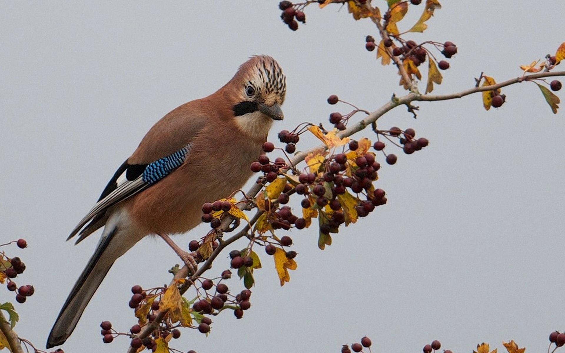 Красивая коричневая птица на ветке с ягодами