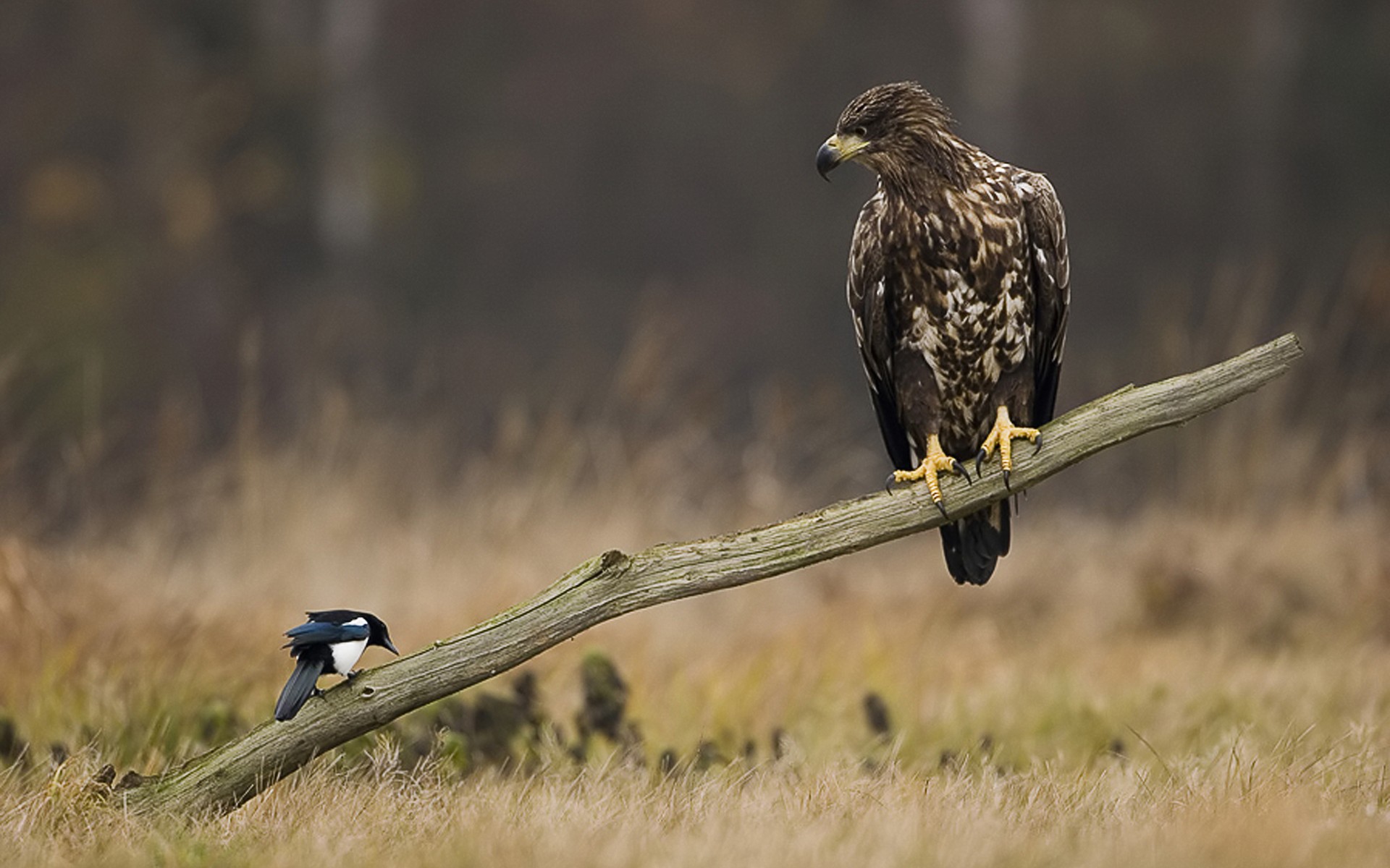 Орел и сорока на палке