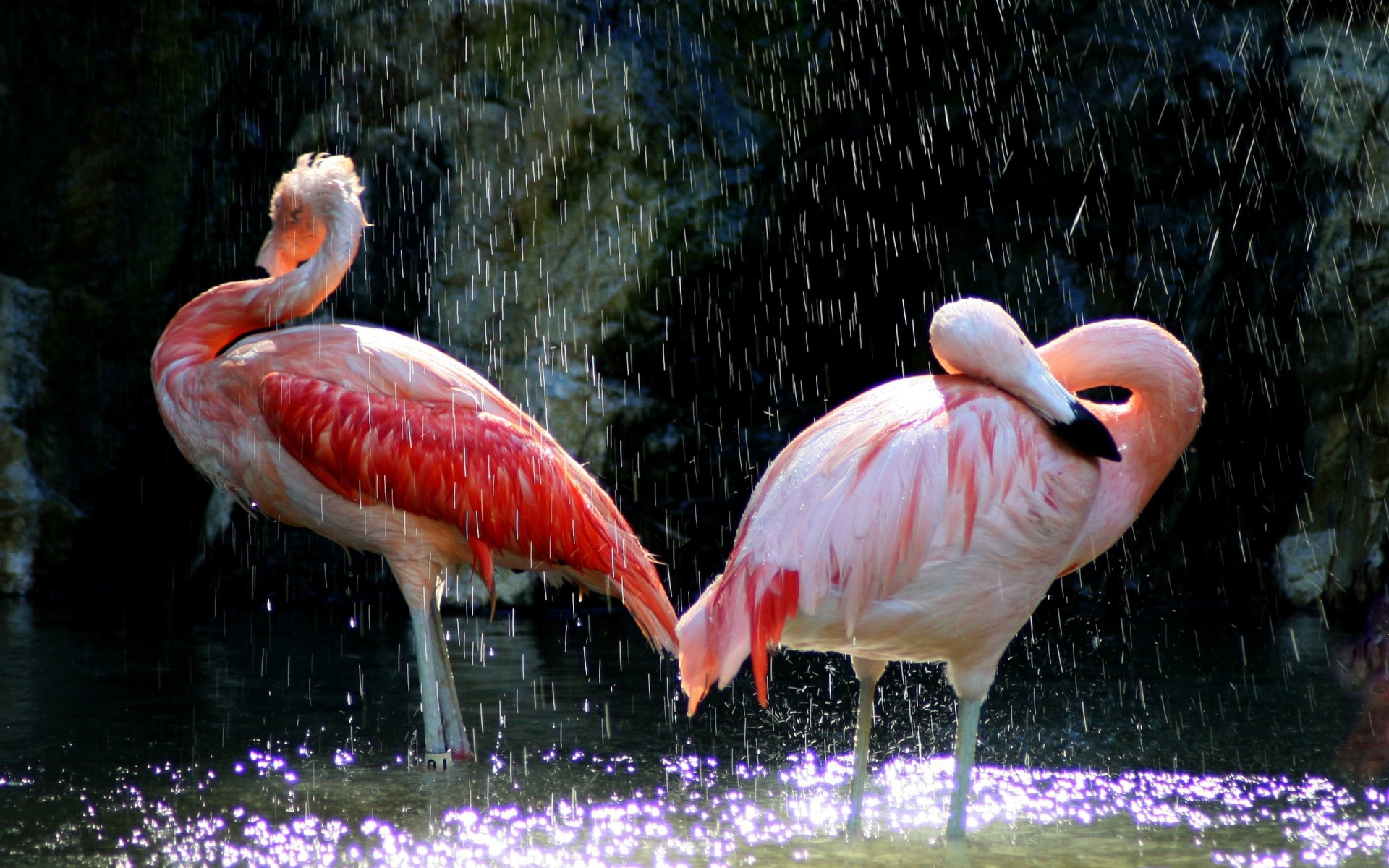 Фламинго под каплями воды