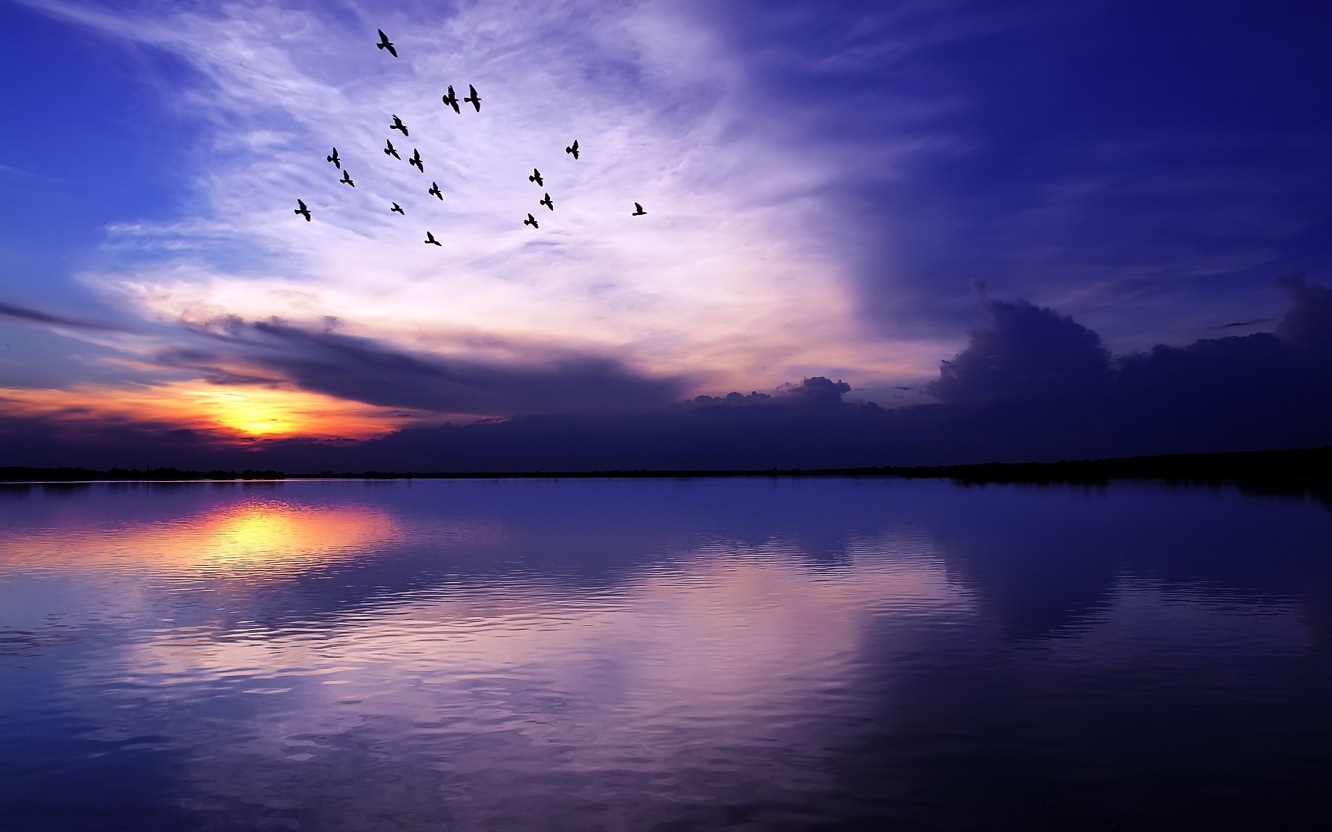 Flock of birds flying over the lake