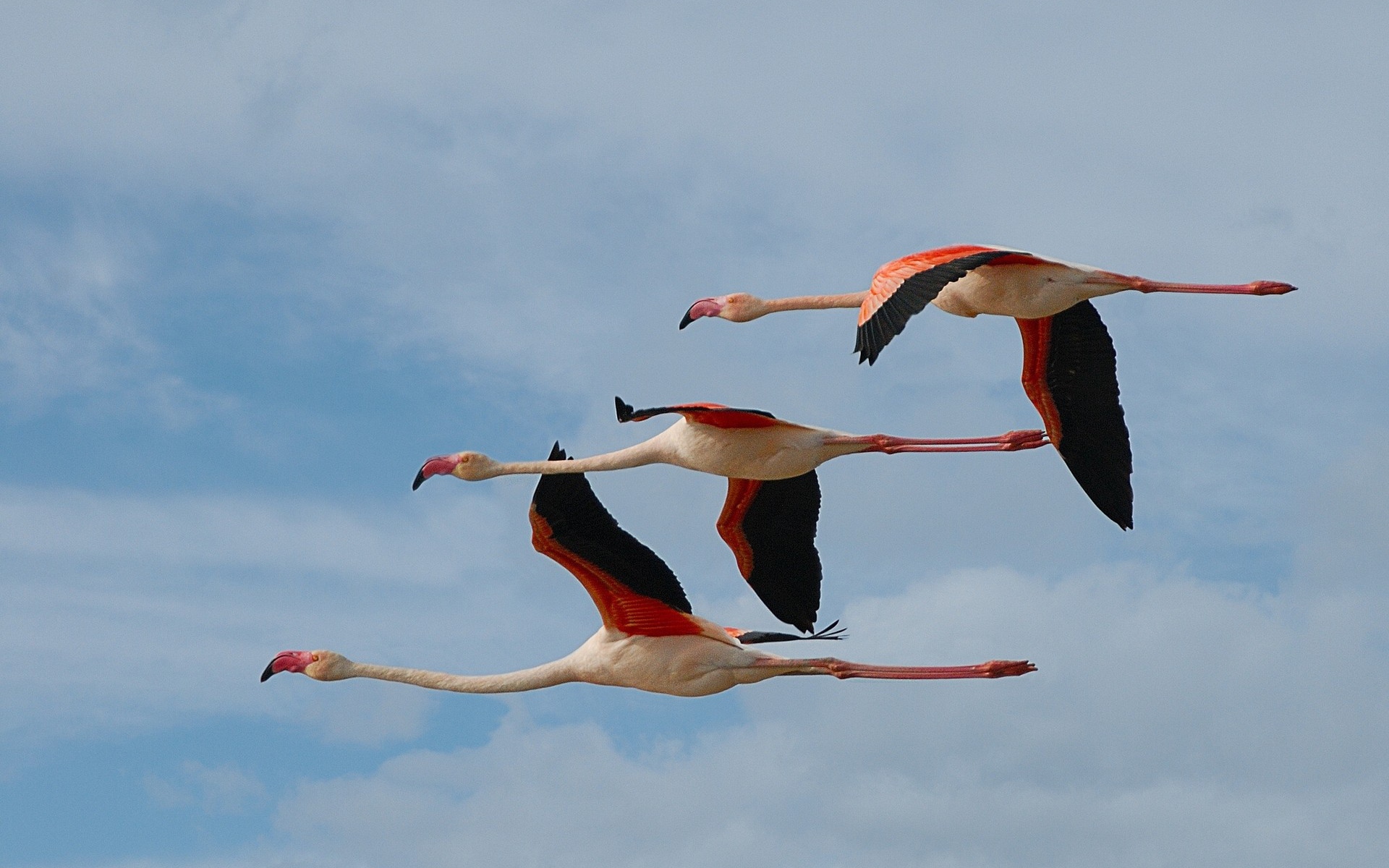 Три фламинго летят в небе