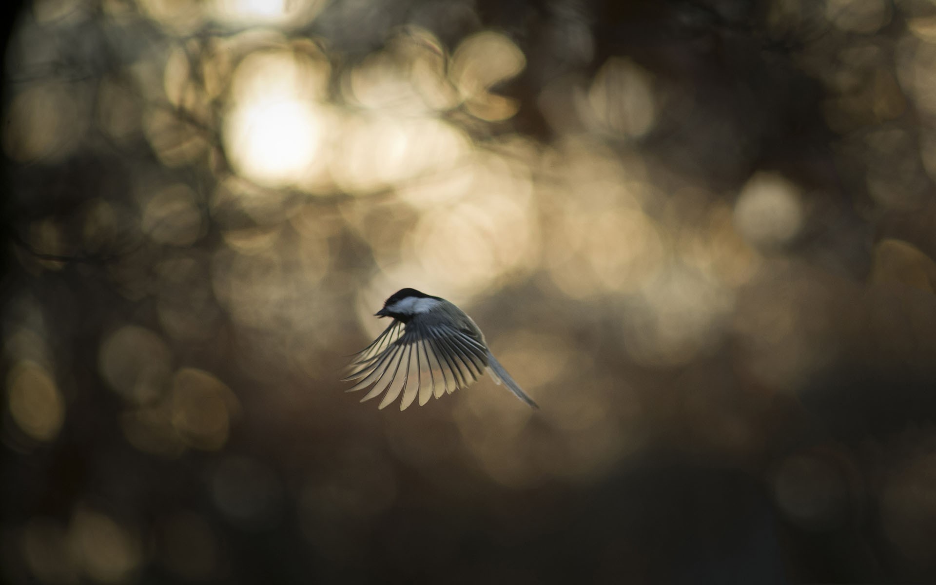 Синица во время полета