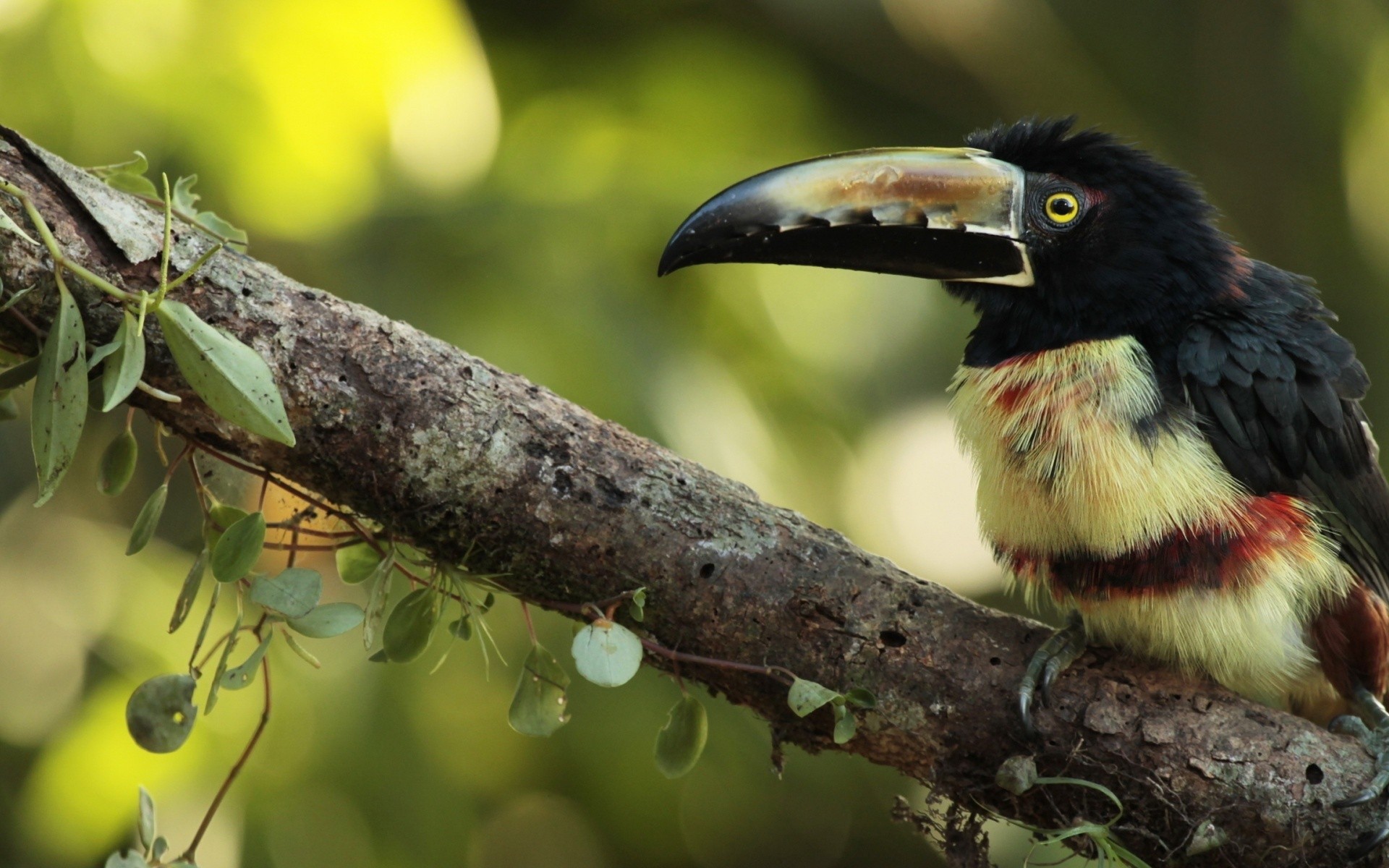 Тропическая птица с большим клювом