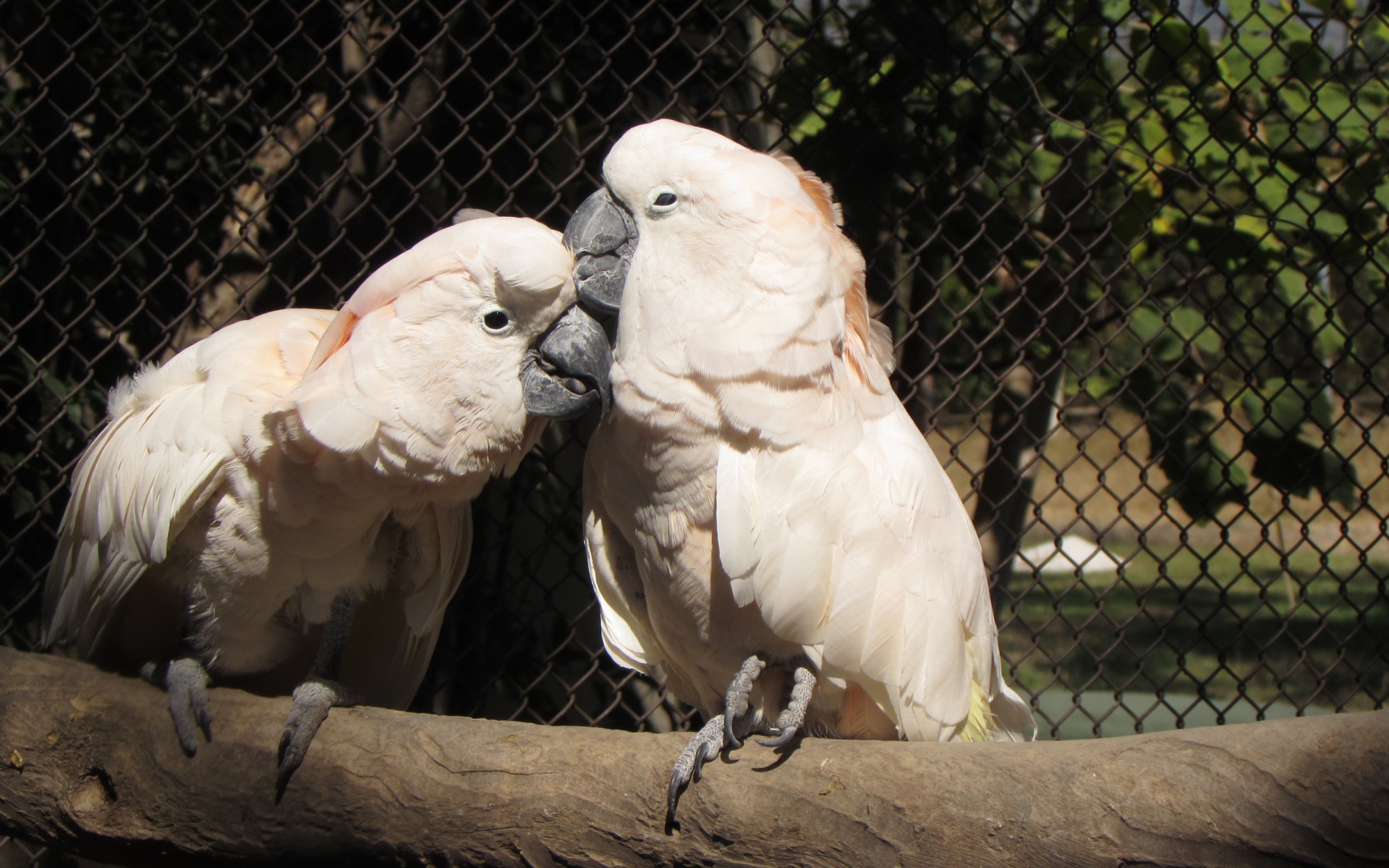 Два розовых попугая в клетке
