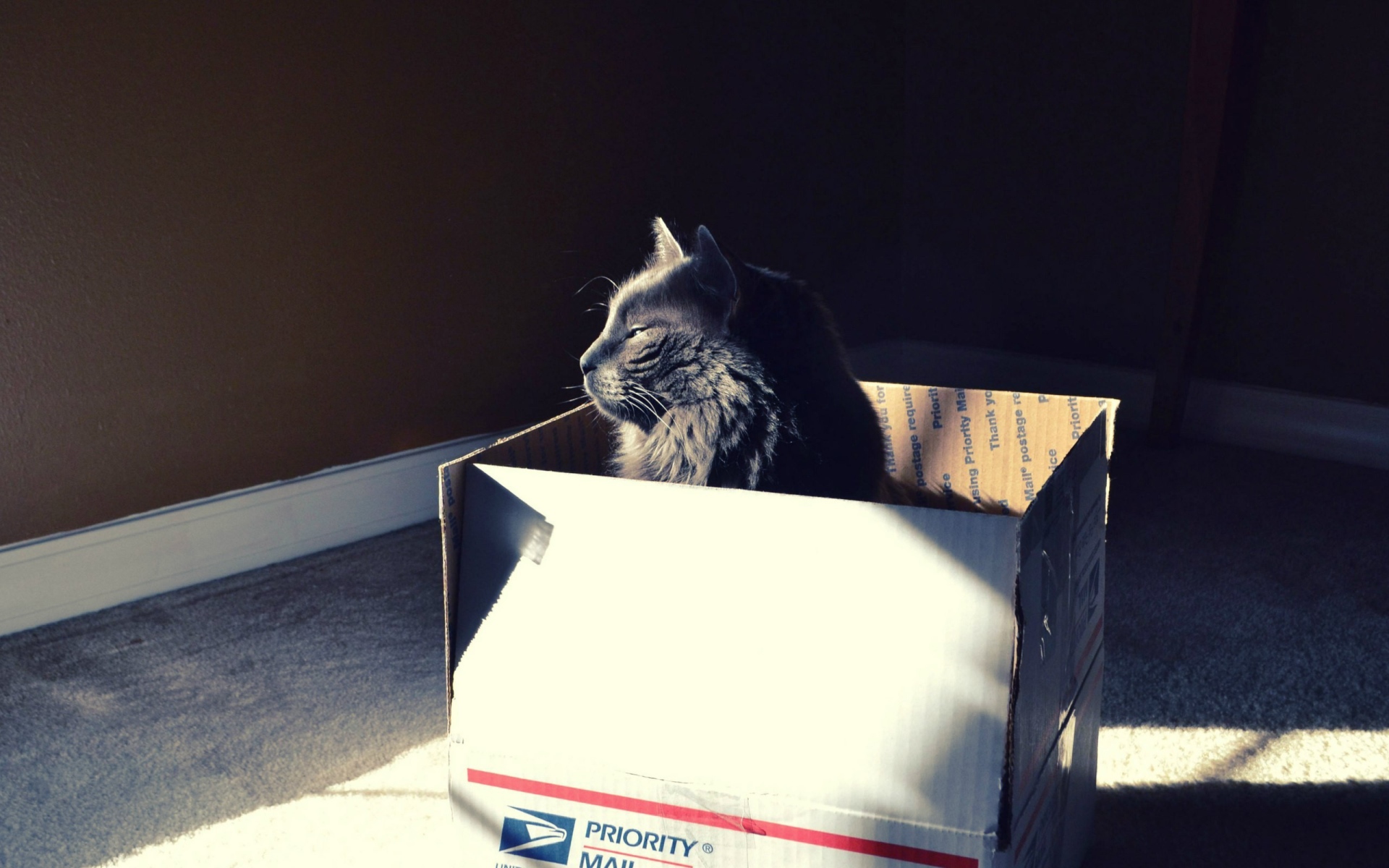 Черный кот в картонной коробке