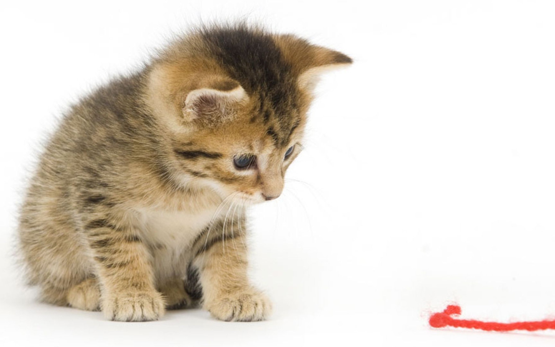 Котенок смотрит на красную нитку