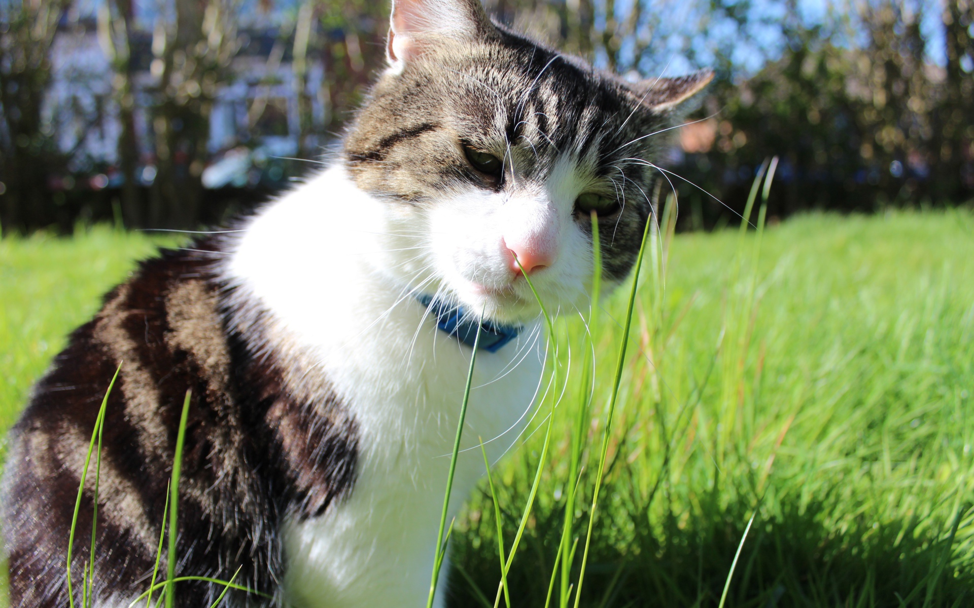 Грустный домашний кот на траве