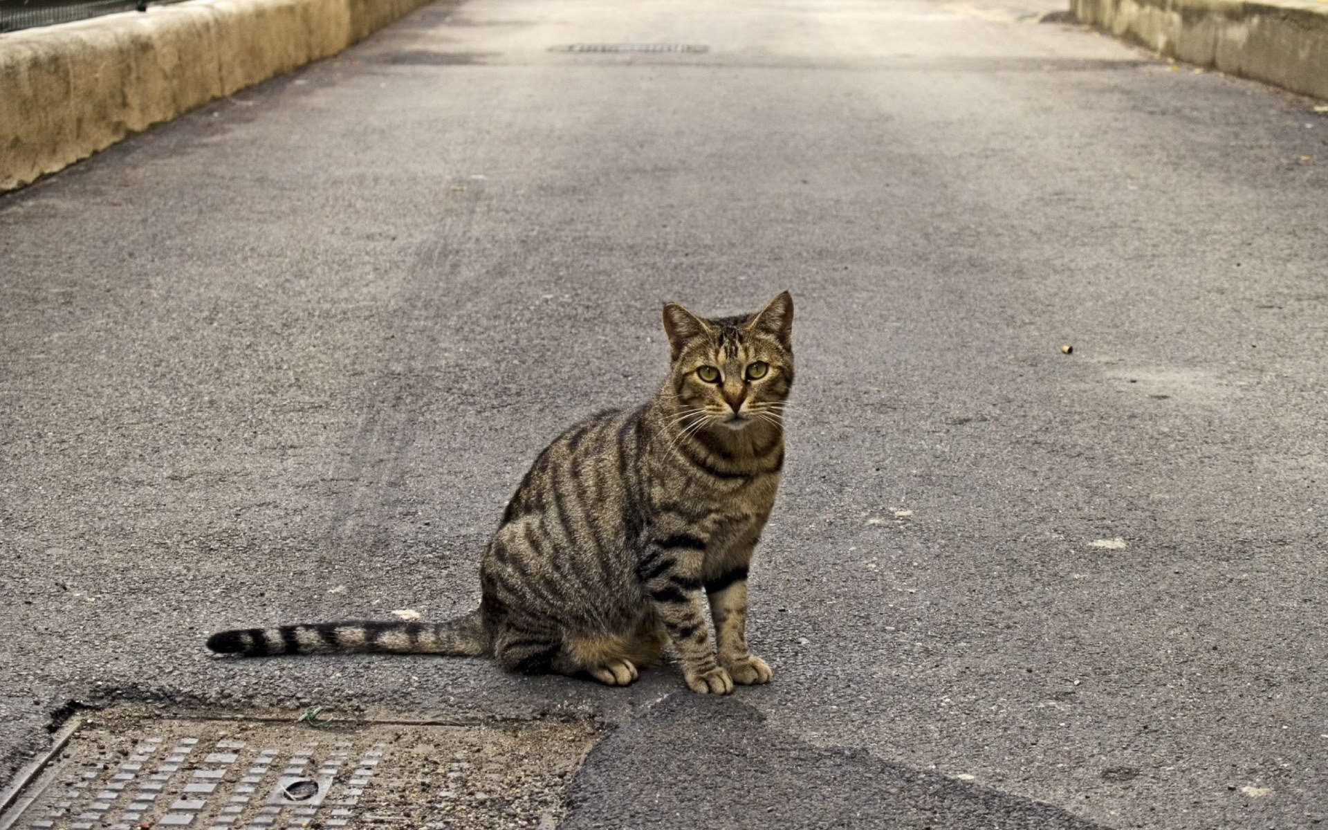 Кот сидит на дороге