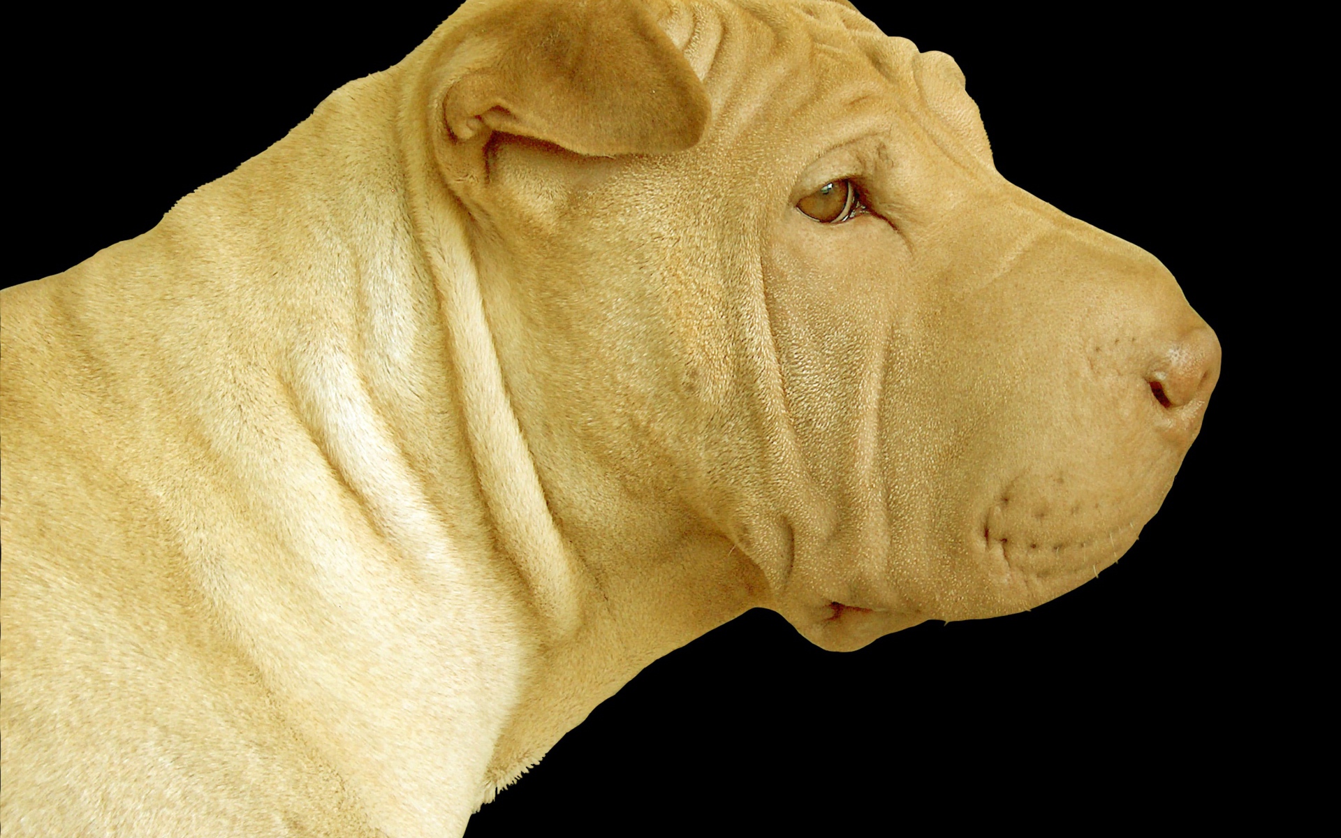 Светлый шарпей на черном фоне