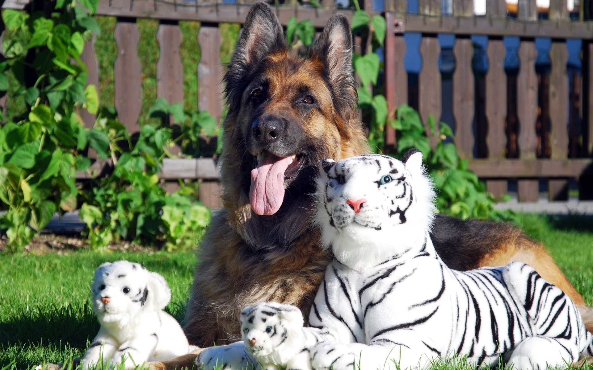 Немецкая овчарка с игрушечными тиграми