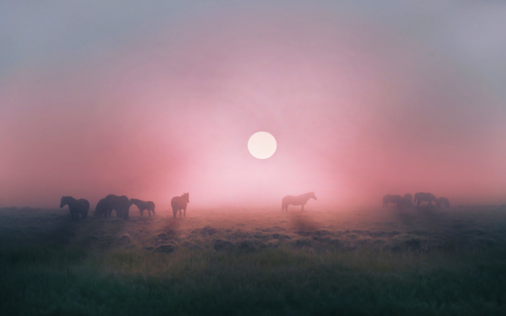 Лошади пасутся в тумане на восходе