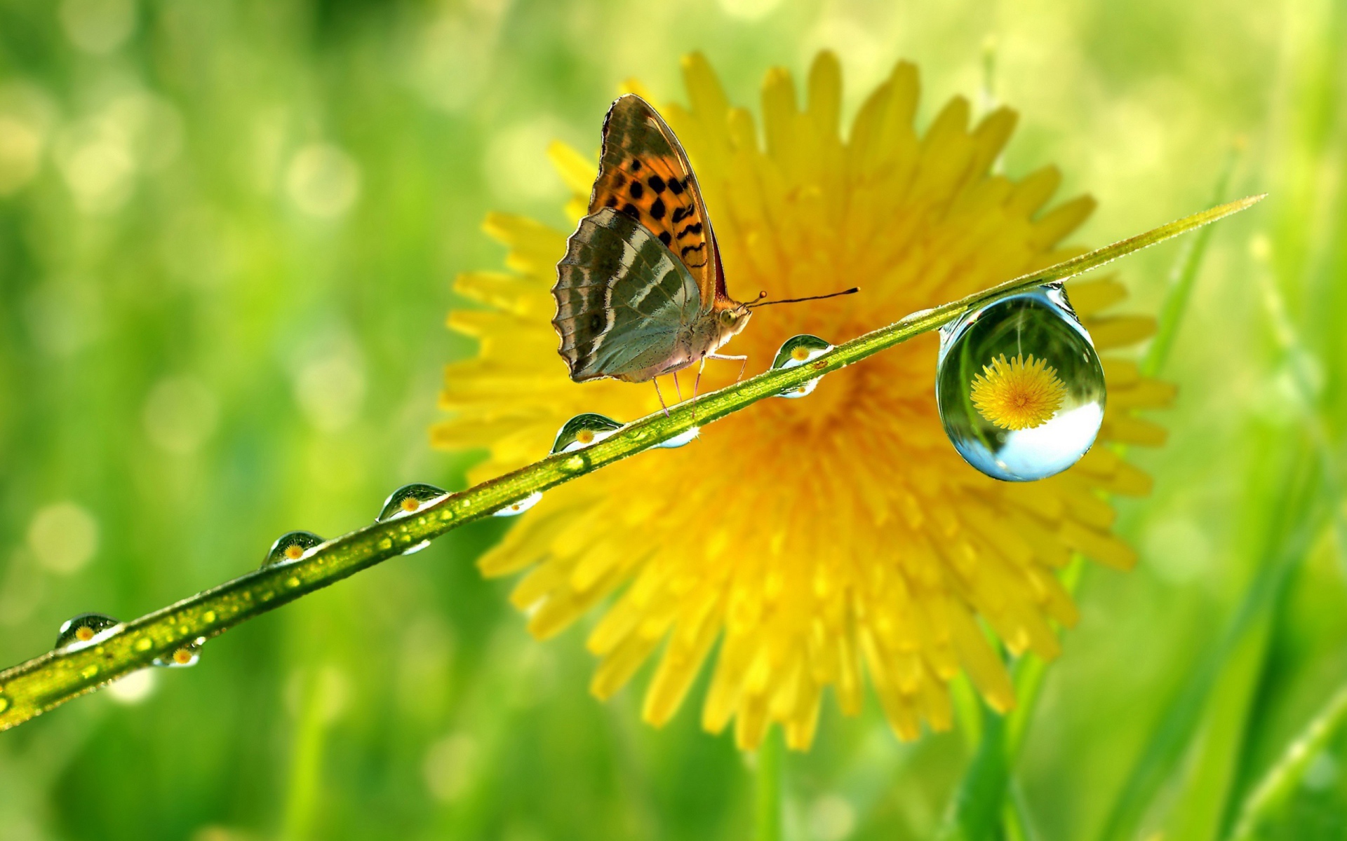 Бабочка на мокрой травинке