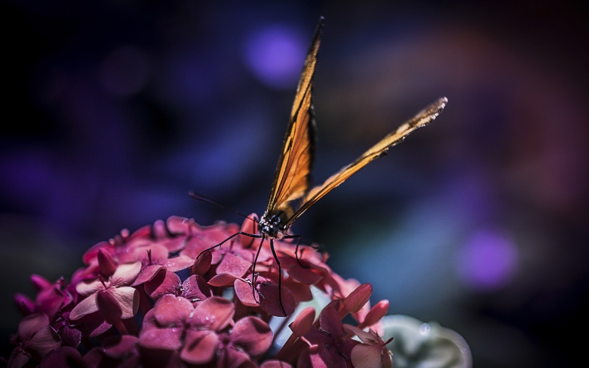 Бабочка с большими крыльями на цветах