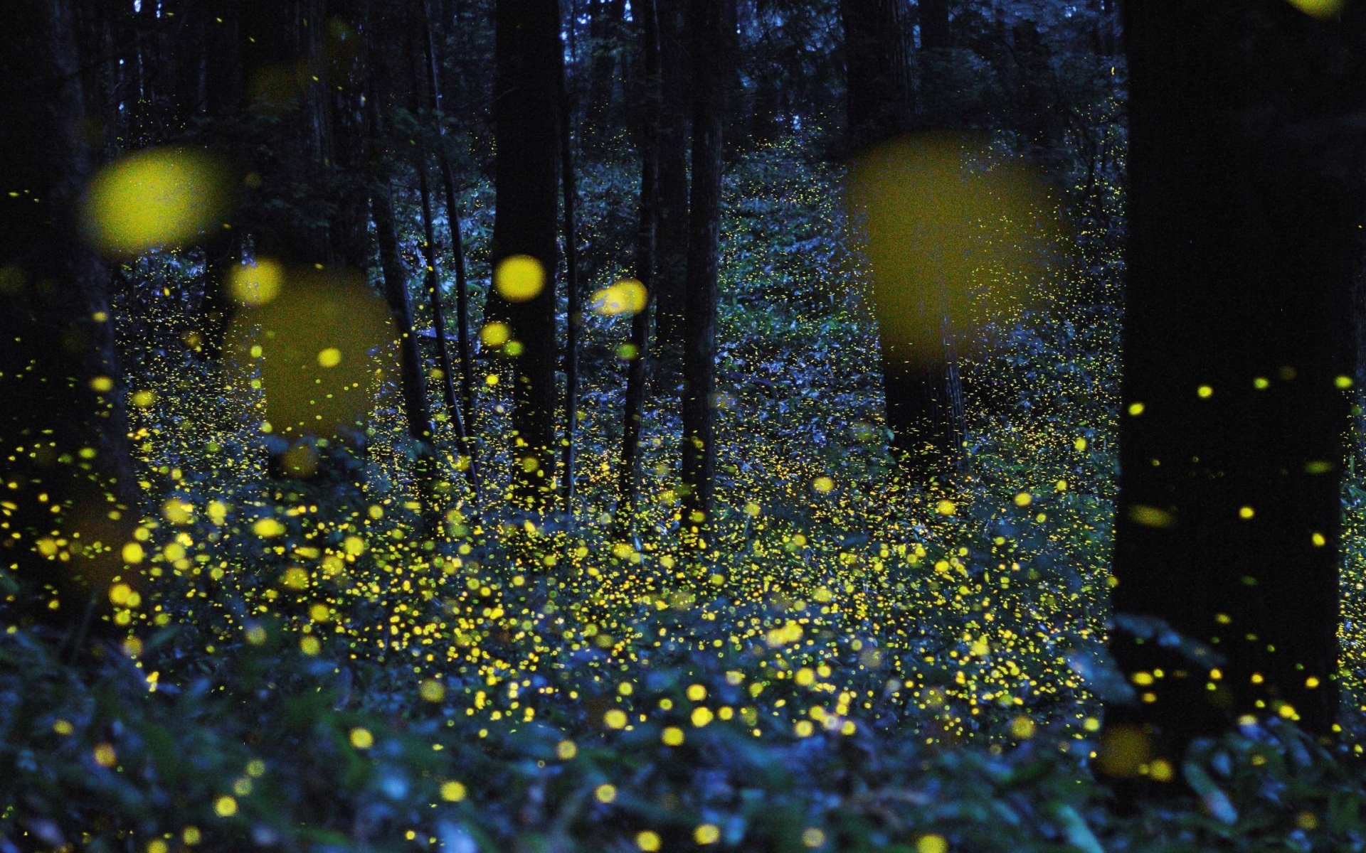 Светлячки среди деревьев