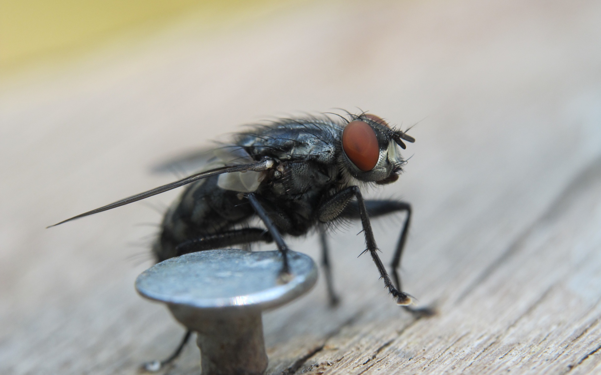 Муха у железного гвоздя