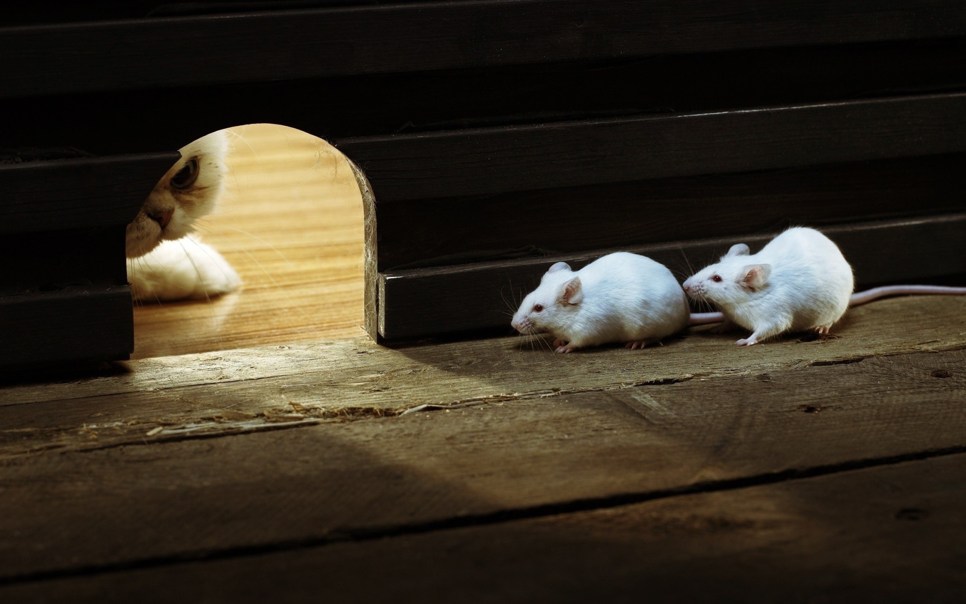 Кот охотится на белых мышей