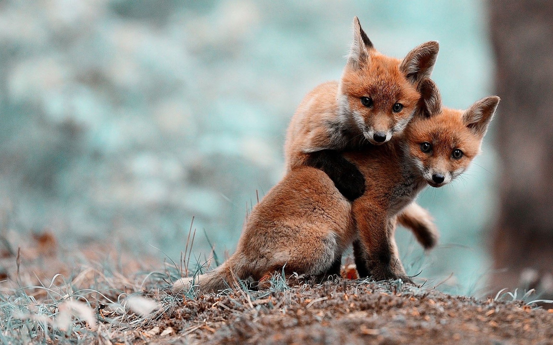 Два милых лисенка