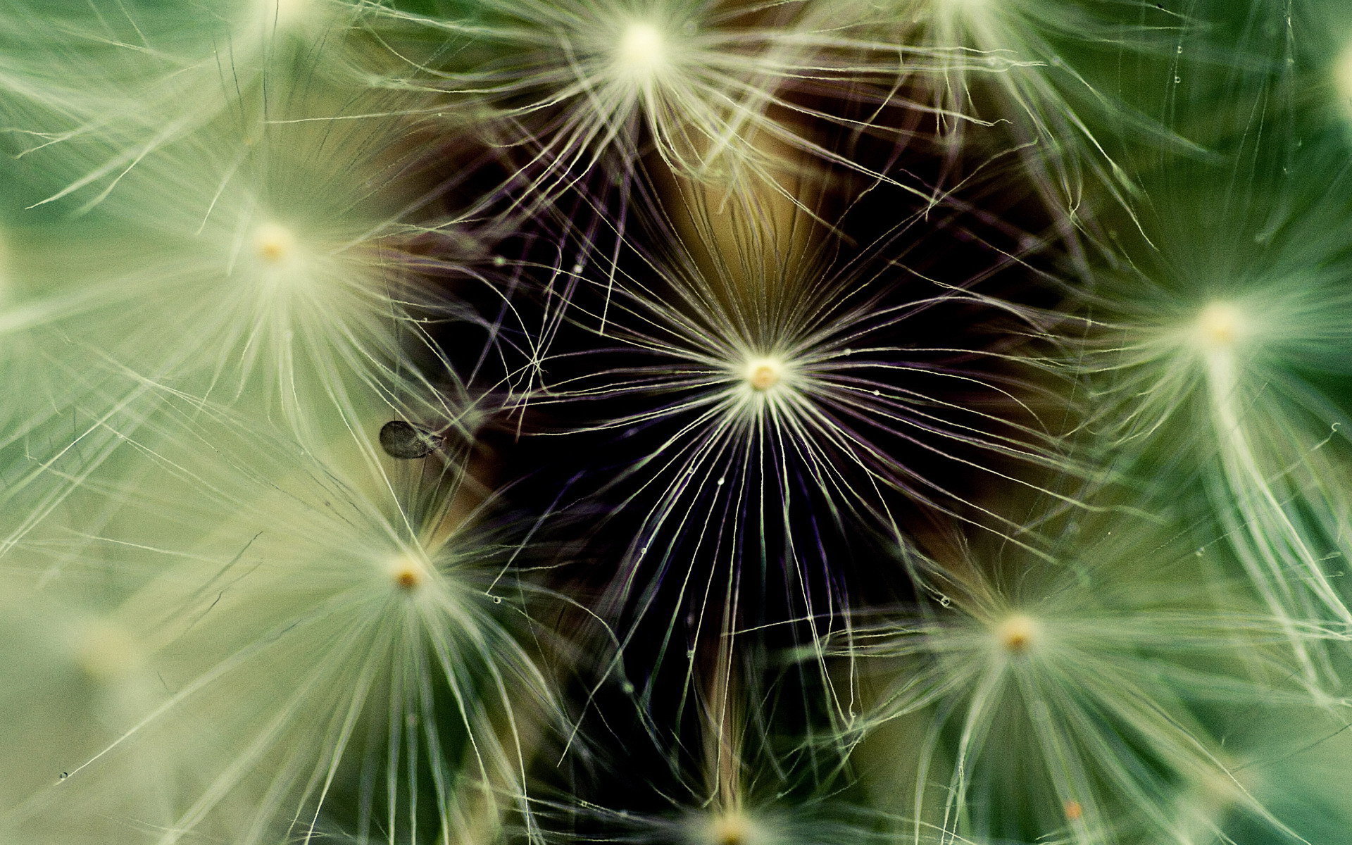 Фон из пушинок одуванчика