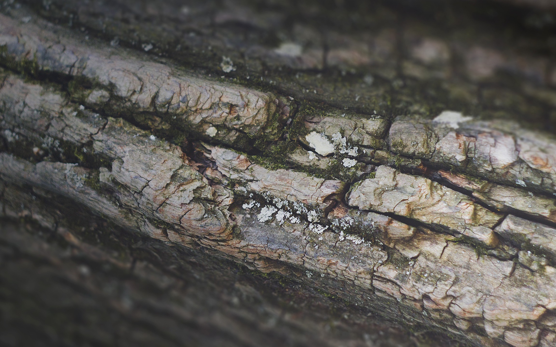 Кора дерева, фон