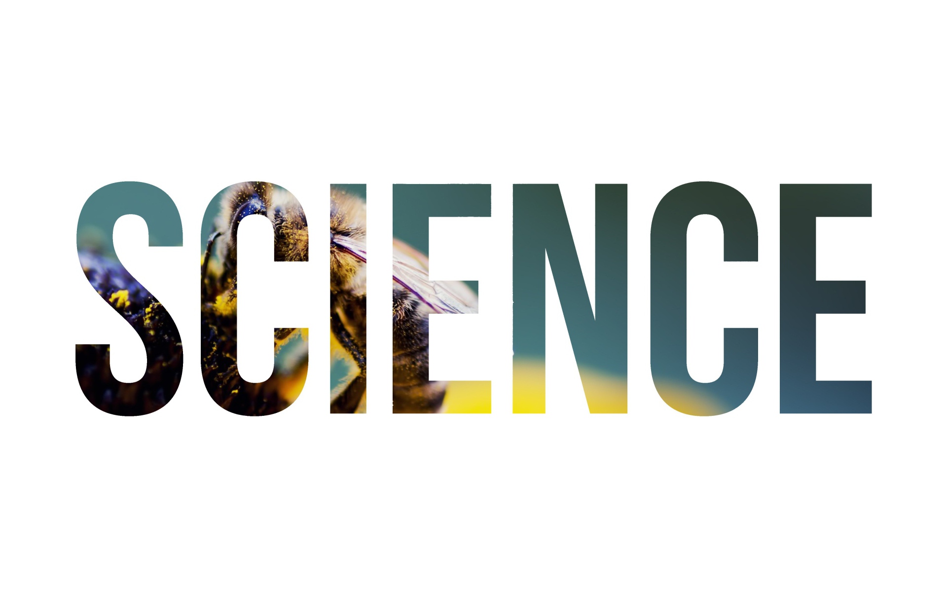 Надпись Наука на фоне пчелы