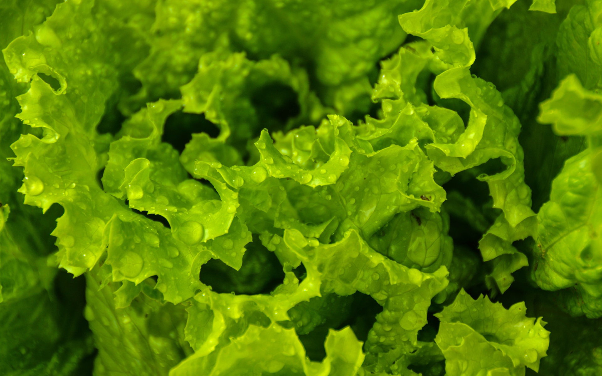 Листья зеленого салата