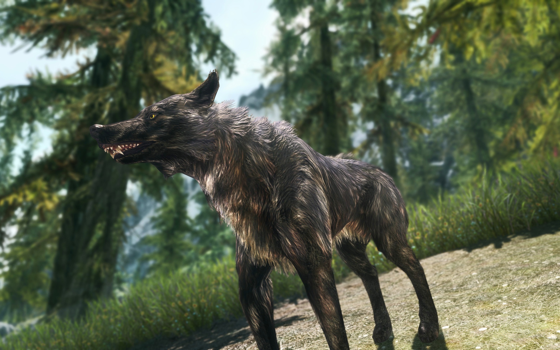 Волк в лесу, игра The Elder Scrolls V Skyrim