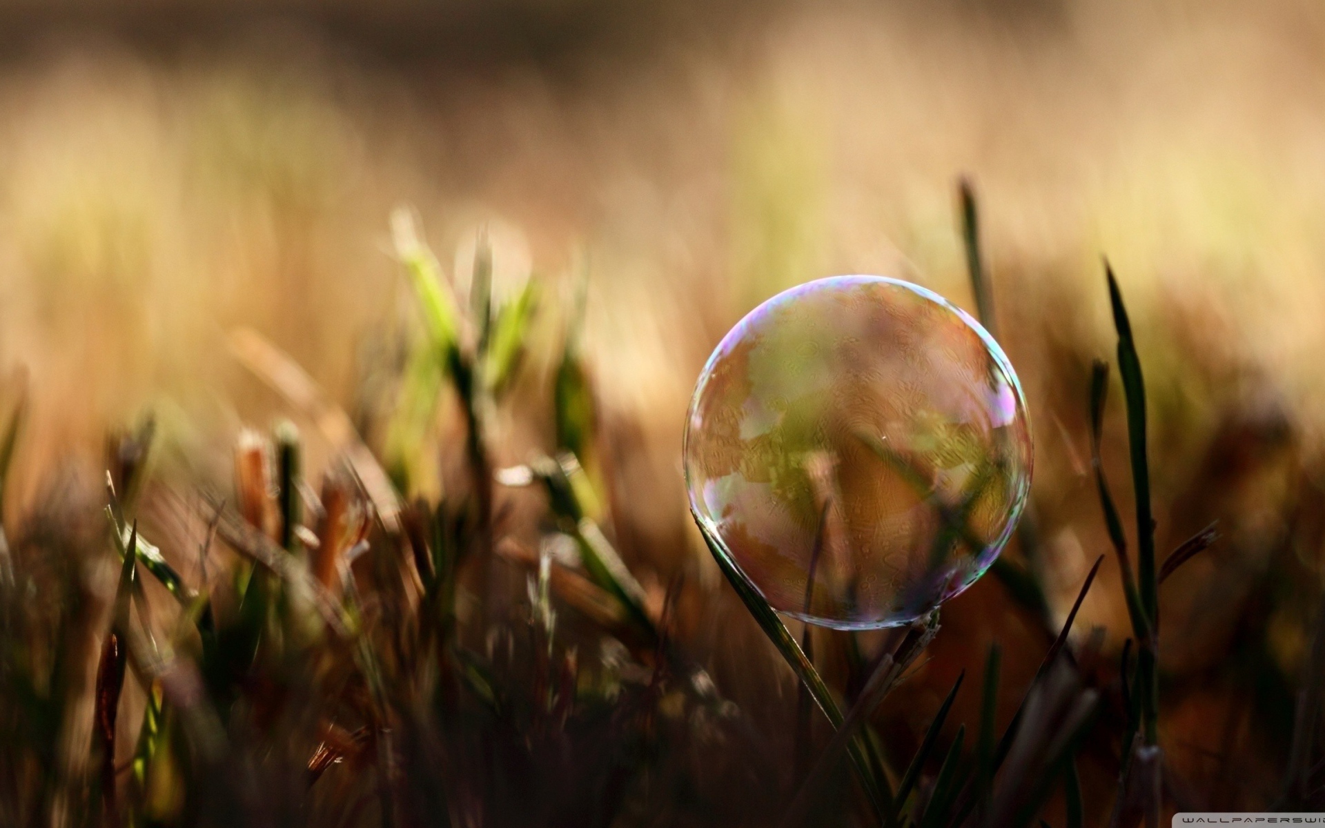 Мыльный пузырь на траве